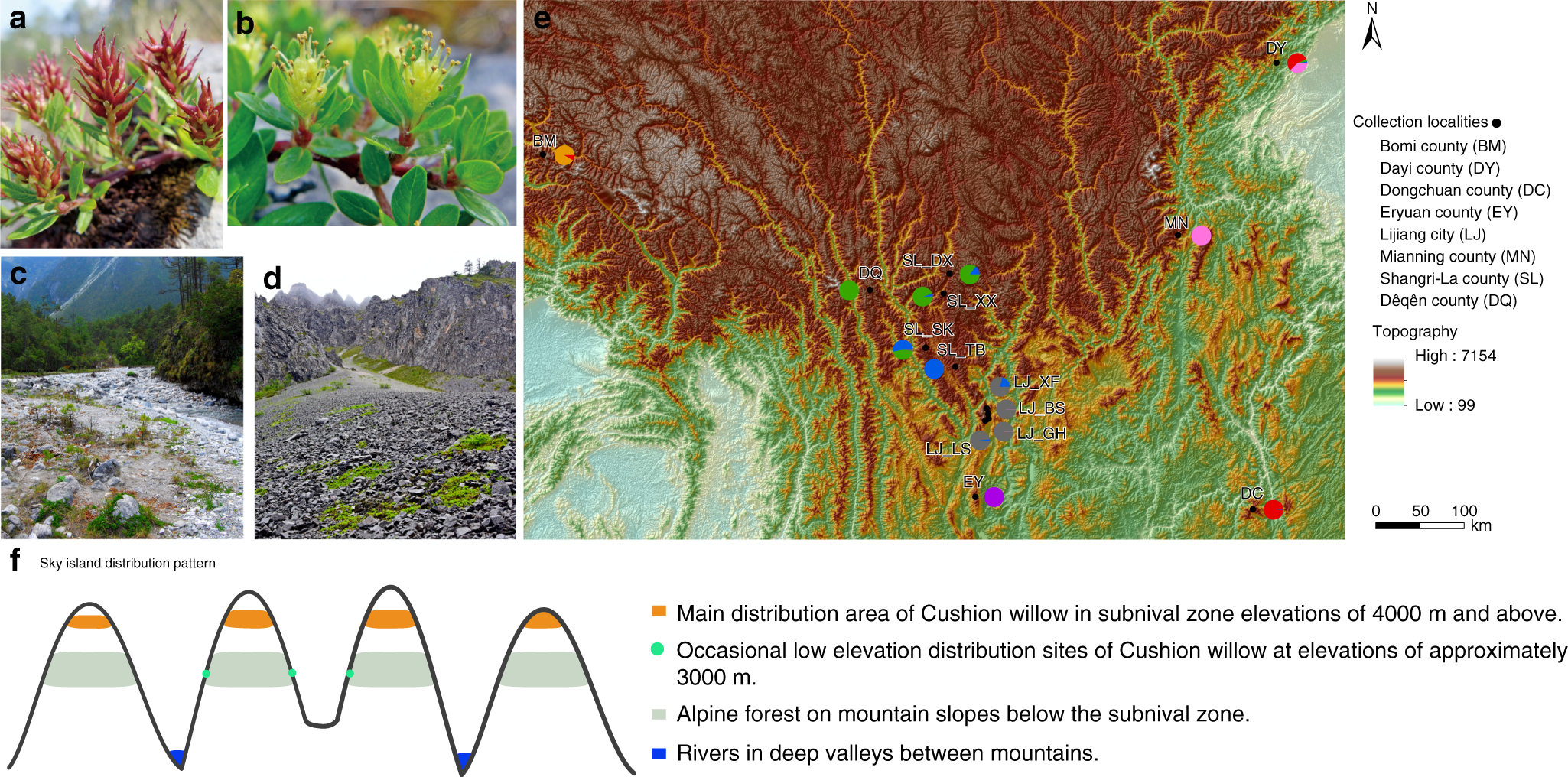 Genome Wide Analysis Of Cushion Willow Provides Insights Into