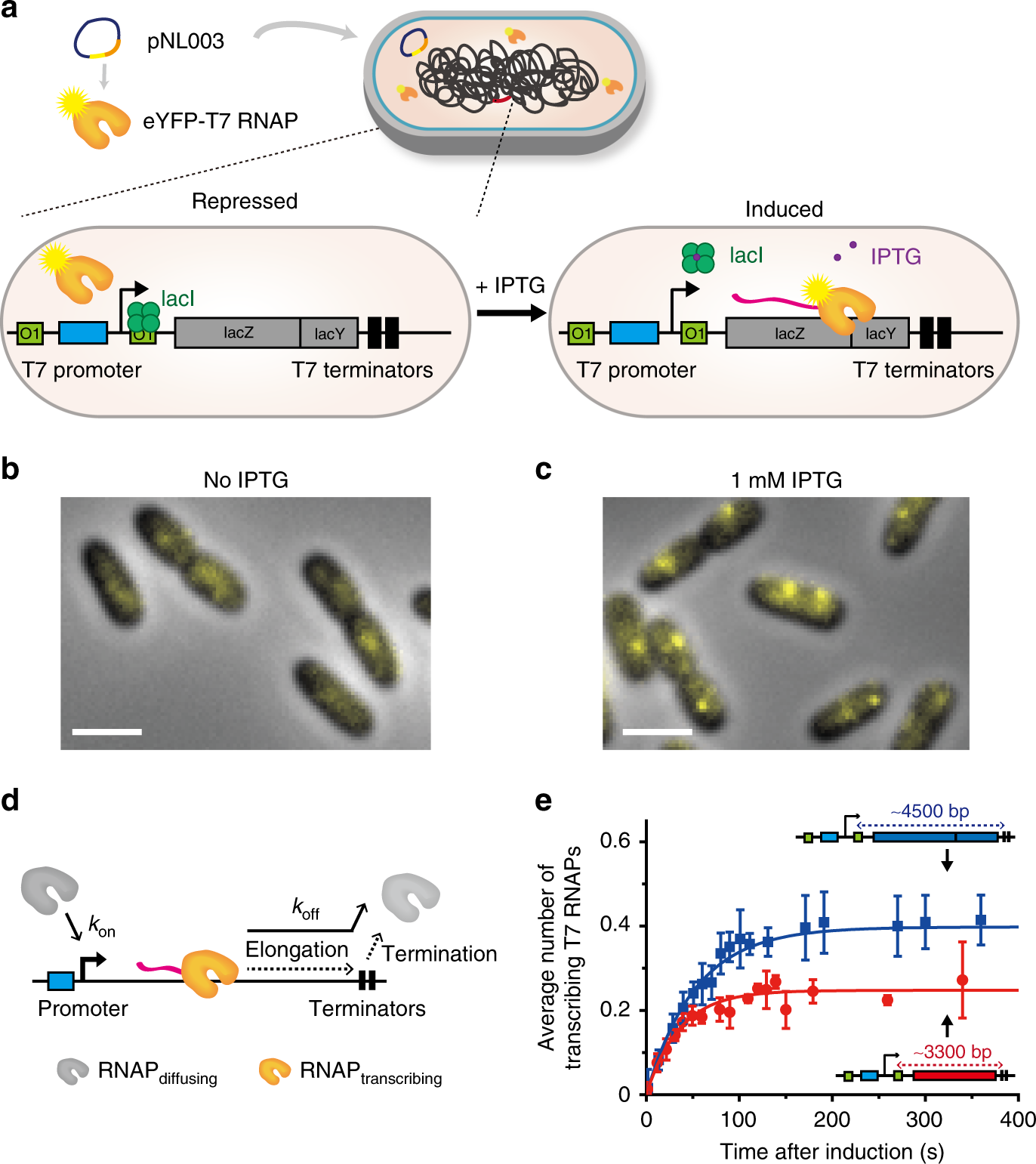 E To E Translation Transcription and translation contribute to gene locus relocation to the  nucleoid periphery in E. coli | Nature Communications