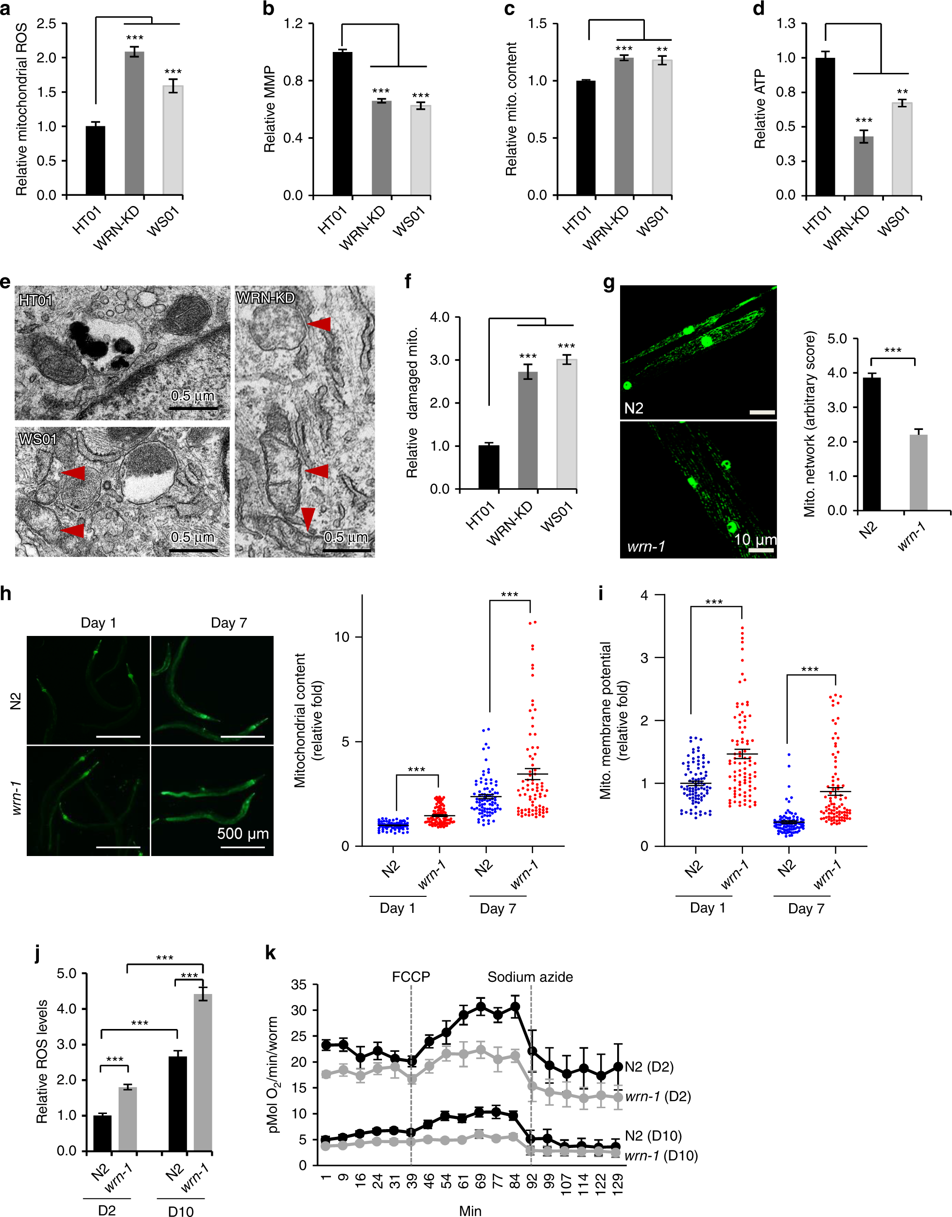 NAD+ augmentation restores mitophagy and limits accelerated aging in Werner  syndrome | Nature Communications