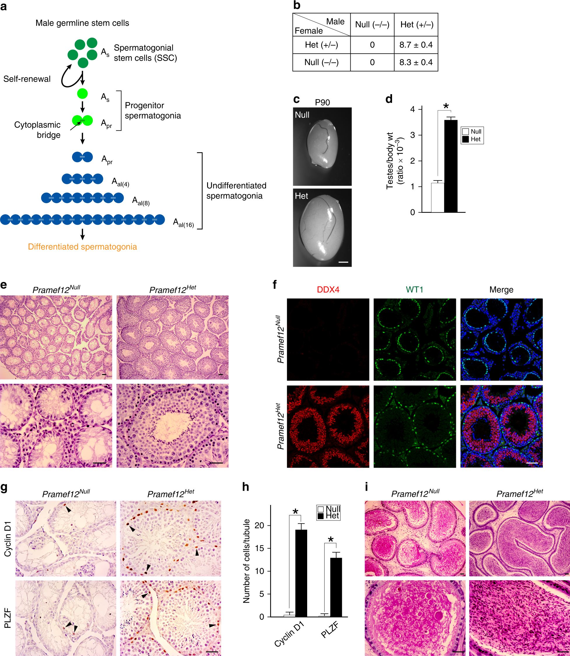 Sertoli cell-only phenotype and scRNA-seq define PRAMEF12 as a factor  essential for spermatogenesis in mice | Nature Communications