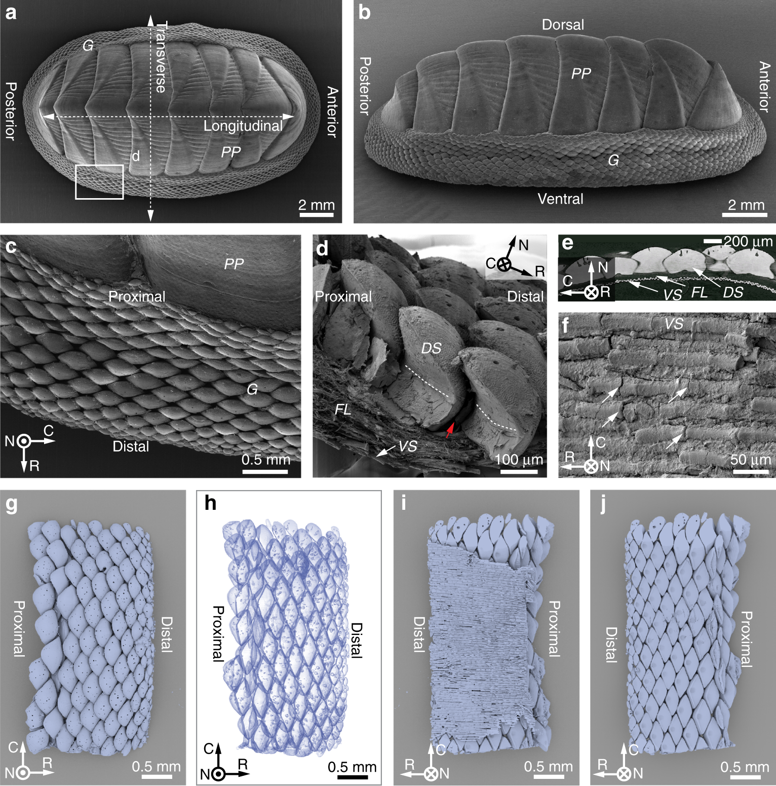 Bioinspired design of flexible armor based on chiton scales | Nature  Communications