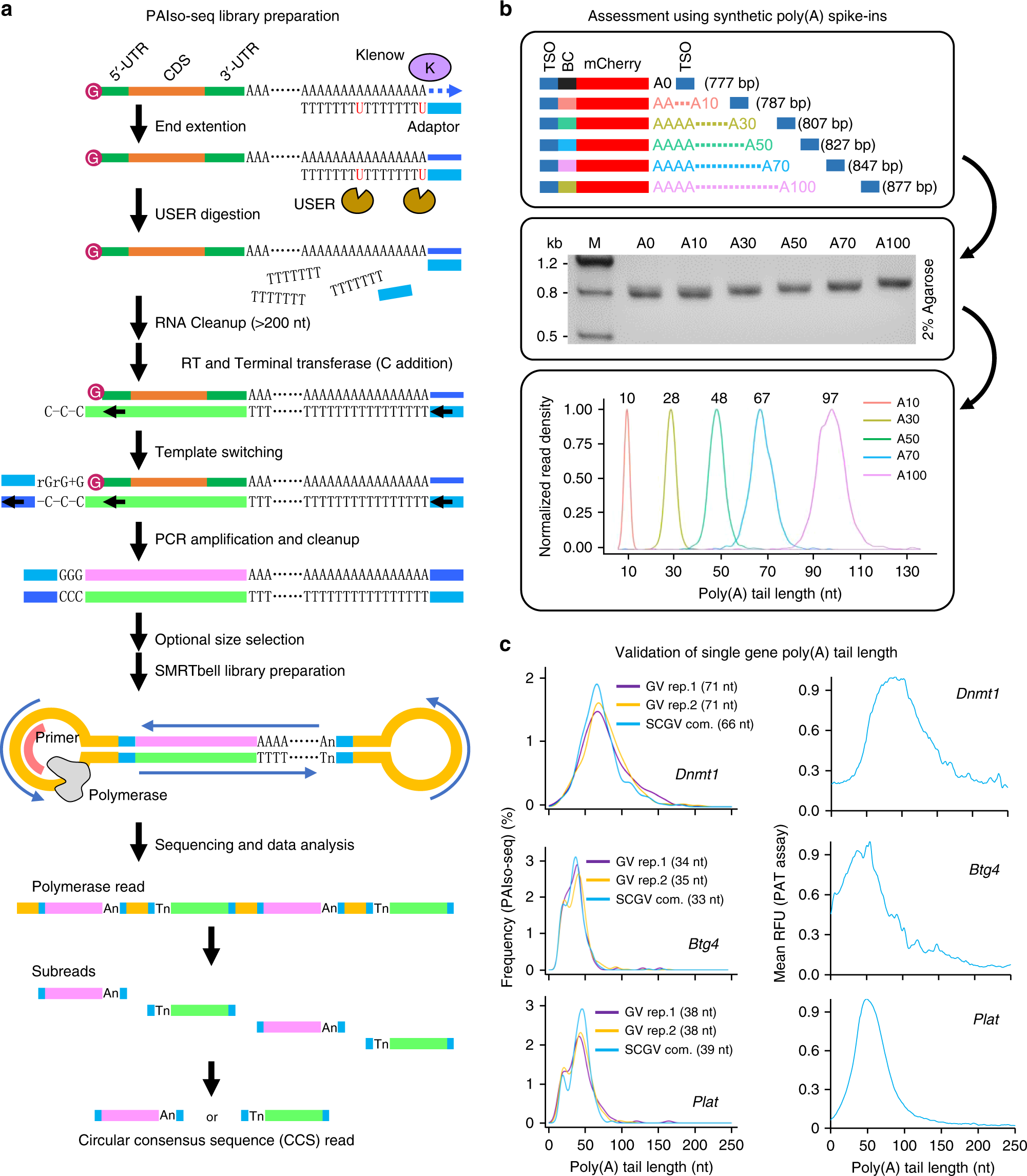 Poly(A) inclusive RNA isoform sequencing (PAIso−seq) reveals wide-spread  non-adenosine residues within RNA poly(A) tails | Nature Communications