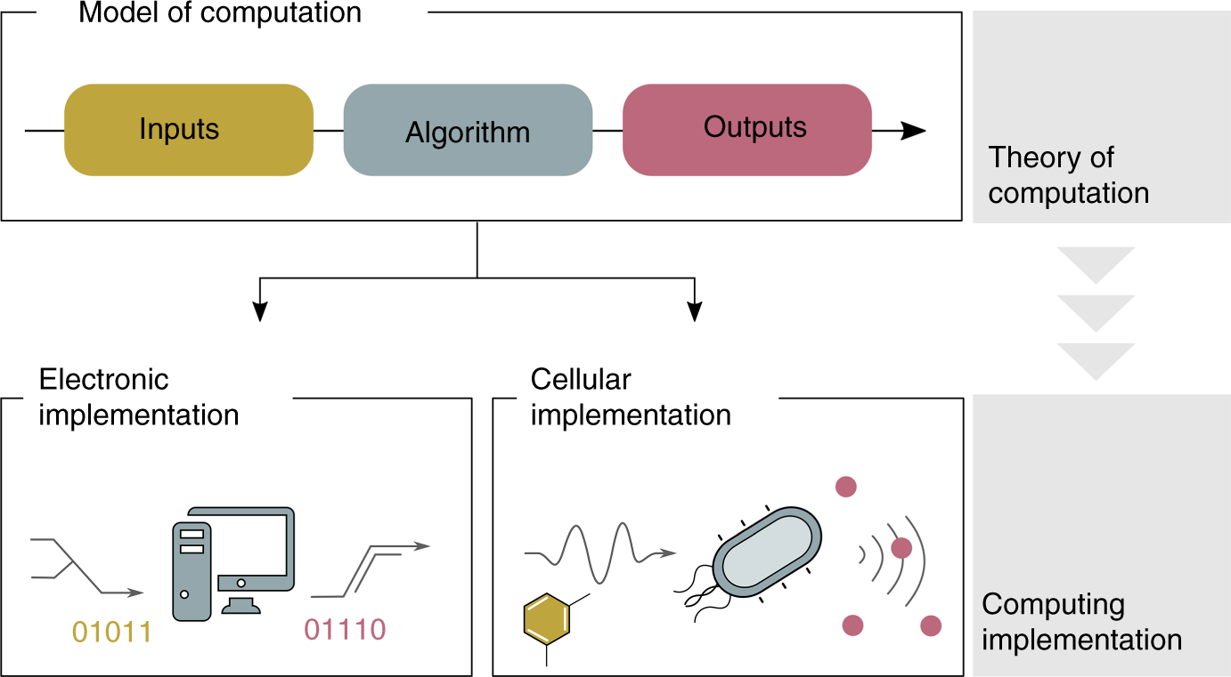 Pathways to supremacy in biocomputing | Nature Communications