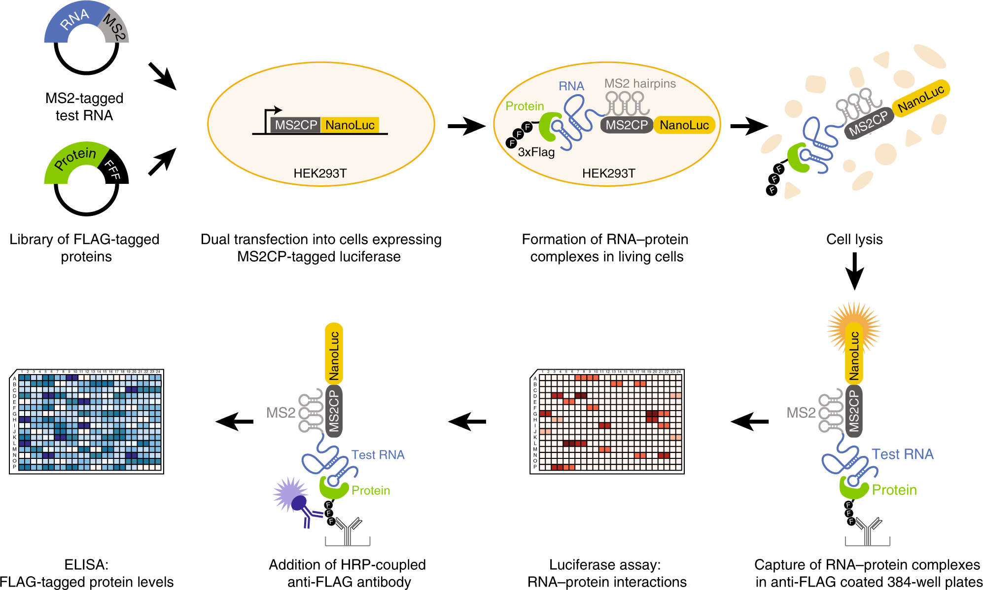 In-cell identification and measurement of RNA-protein interactions | Nature  Communications