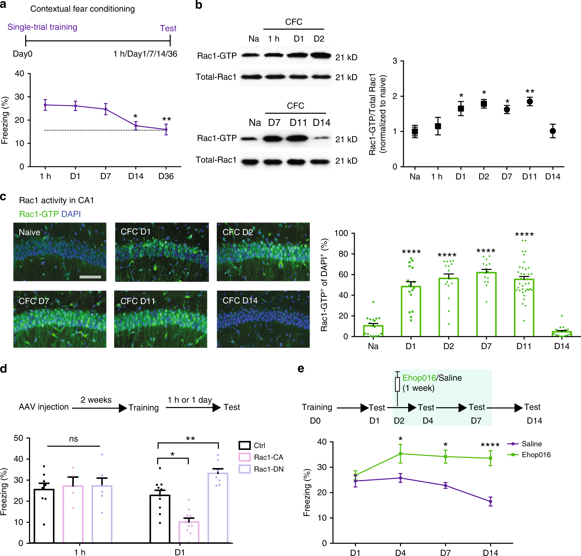 Interplay Between Chimaerin And Rac1 Activity Determines Dynamic Maintenance Of Long Term Memory Nature Communications Interplay Between Chimaerin And Rac1 Activity Determines Dynamic Maintenance Of Long Term Memory Nature Communications