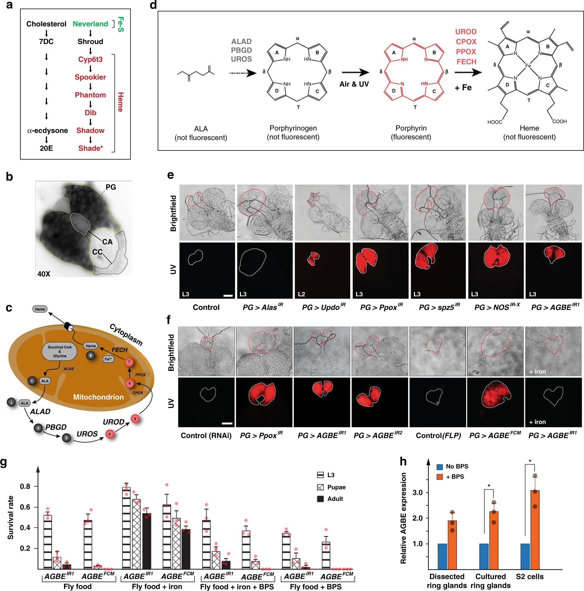 Glycogen Branching Enzyme Controls Cellular Iron Homeostasis Via Iron Regulatory Protein 1 And Mitoneet Nature Communications