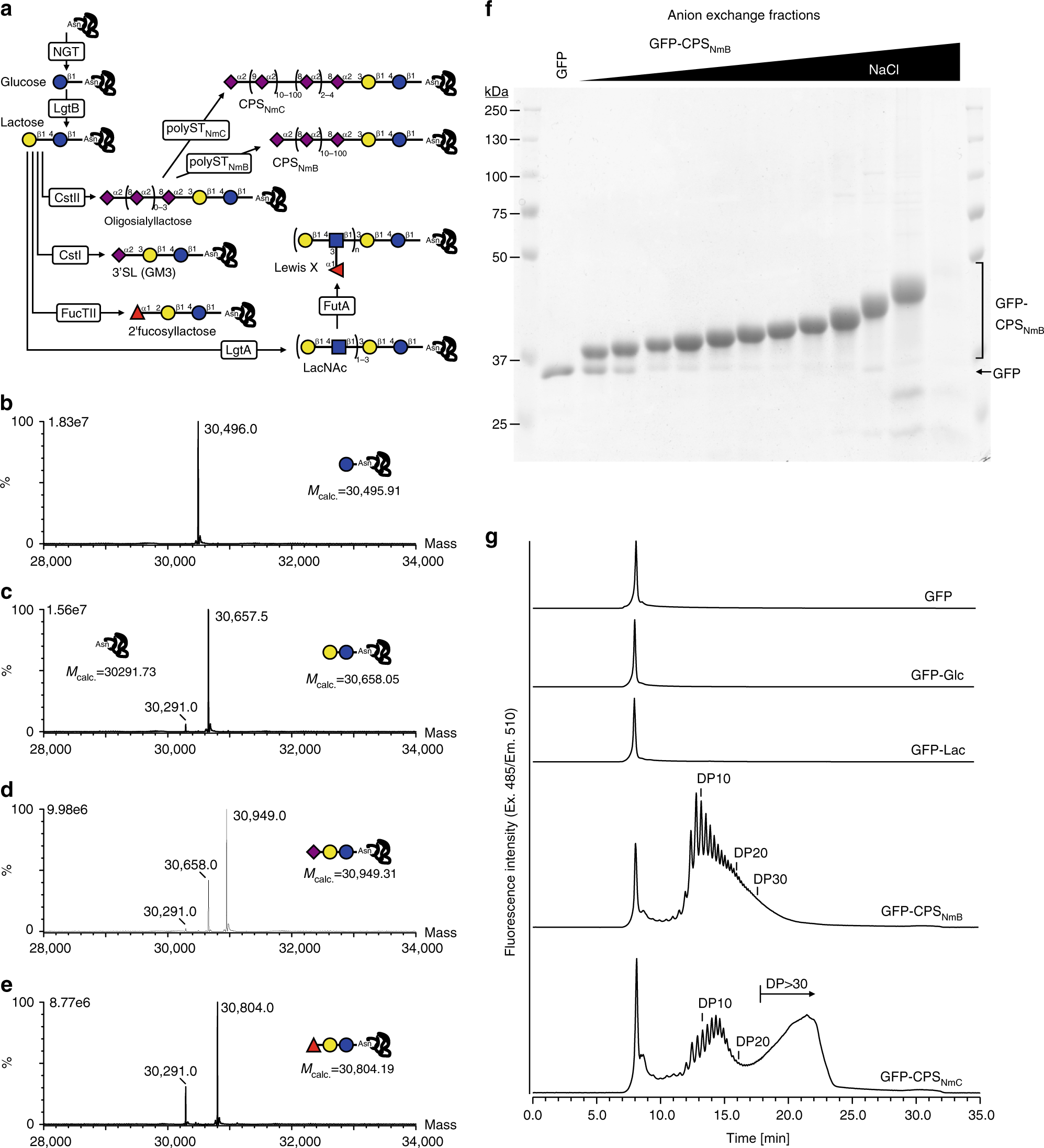 Cytoplasmic Glycoengineering Enables Biosynthesis Of Nanoscale