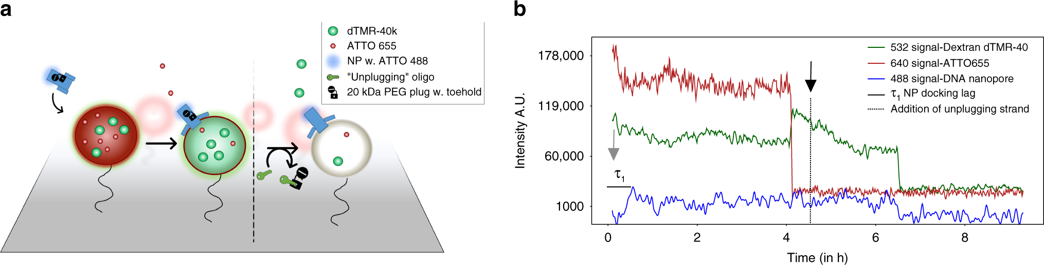 Fig. 5: Real-time direct observation of sensing of an oligonucleotide unplugging strand.