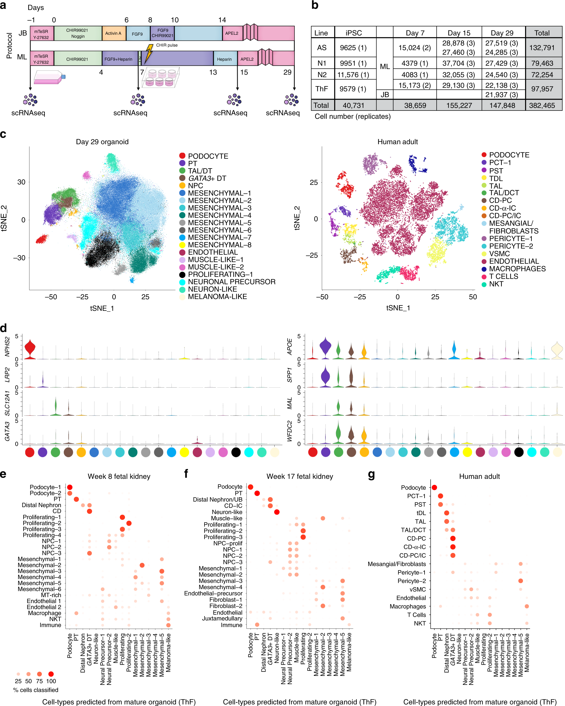 Single cell census of human kidney organoids shows reproducibility and  diminished off-target cells after transplantation | Nature Communications