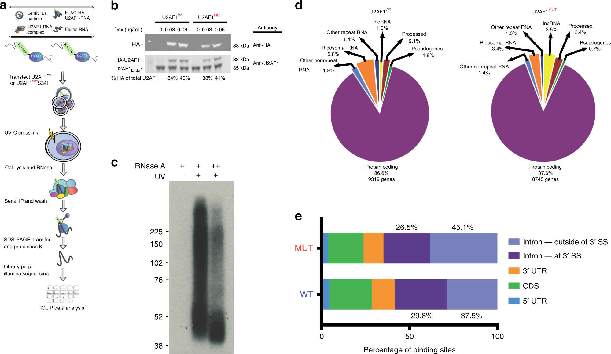Fig. 2: Genome-wide mapping of RNA interactions for wild-type and S34F mutant U2AF1.