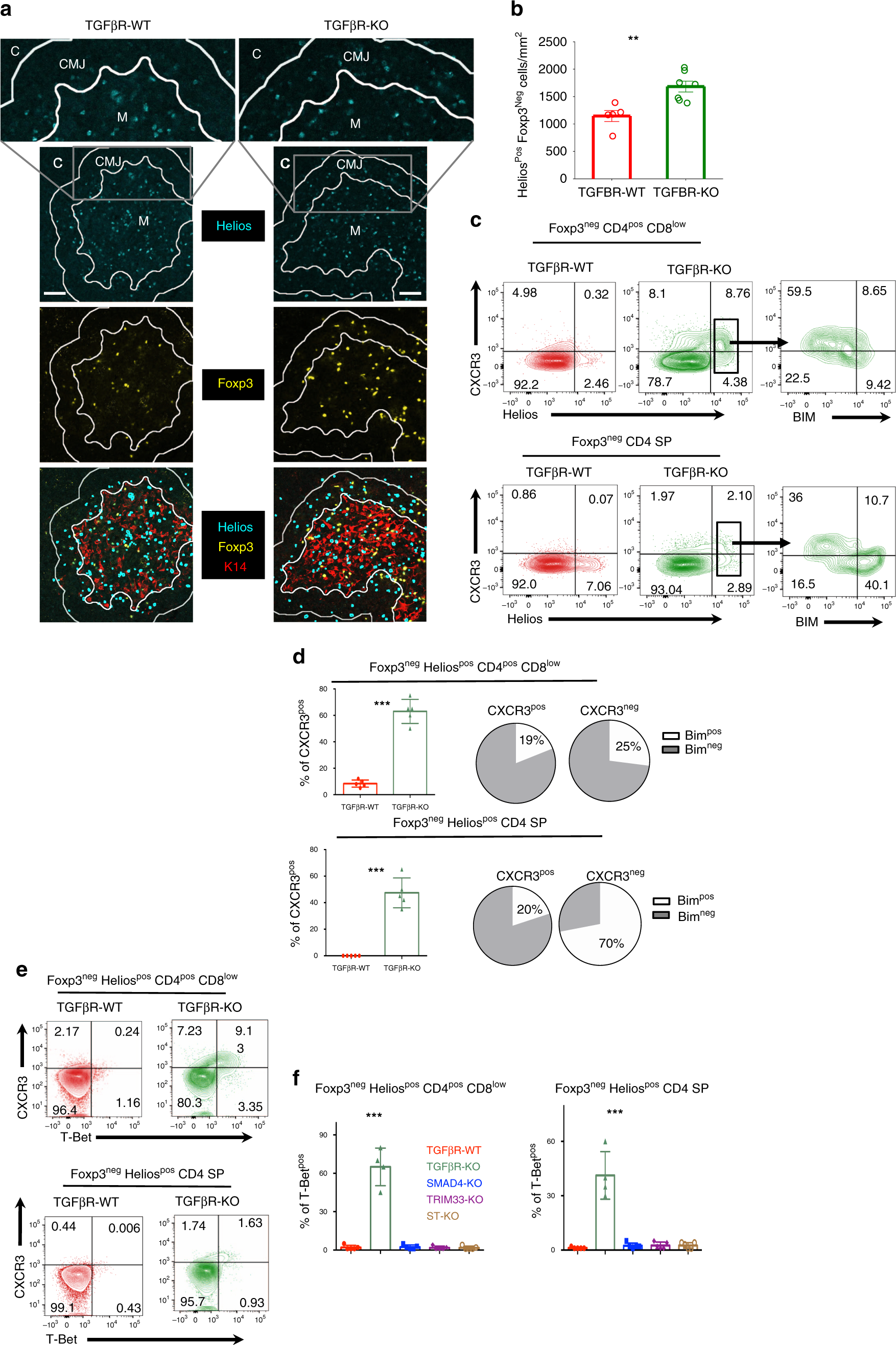 Fig. 3: Aberrant positioning of Heliospos thymocytes in the absence of TGF-β signaling.