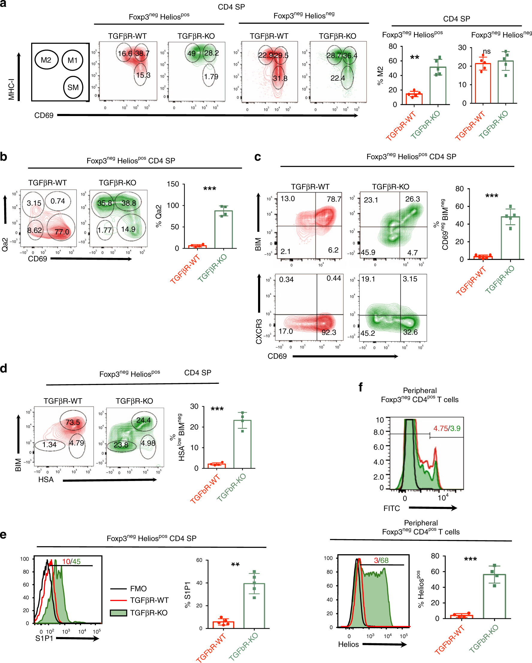 Fig. 5: TGF-β prevents exacerbated maturation and thymic egress of Heliospos thymocytes.