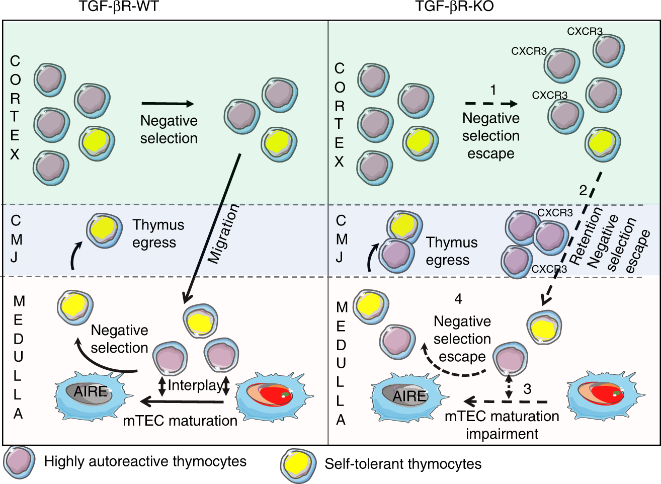 Fig. 7: Schematic overview of the multiple effects of TGF-β on negative selection.