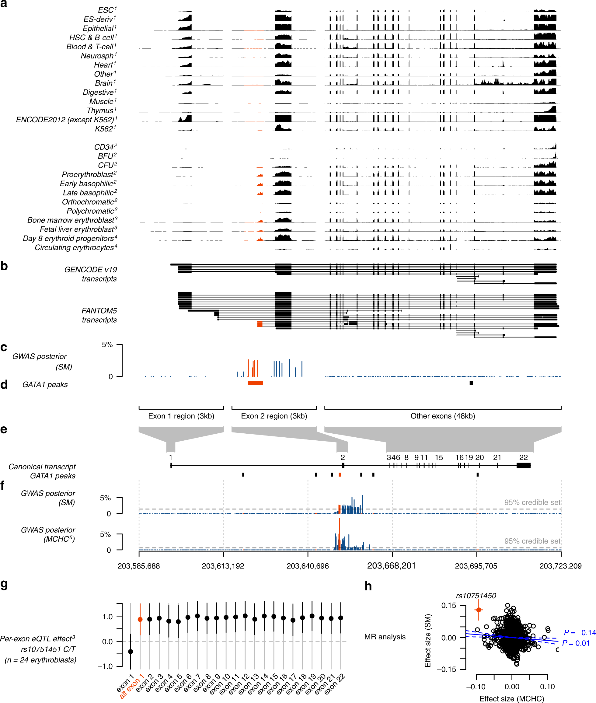 Fig. 5: The ATP2B4 association is driven by an erythrocyte-specific transcription start site.