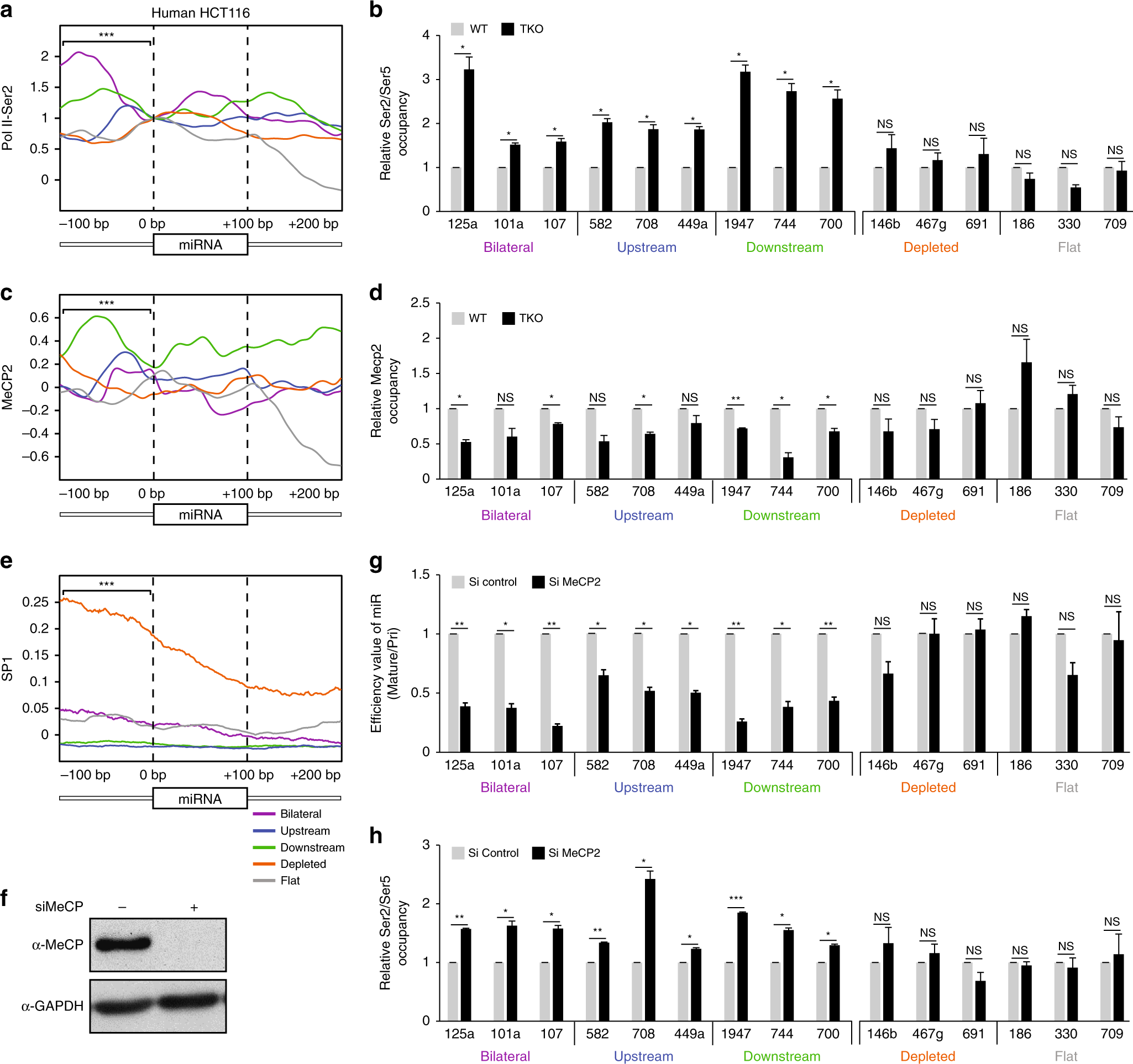 Fig. 4: MeCP2 binding at methylated miRNA loci slows Pol II allowing miRNAs biogenesis.
