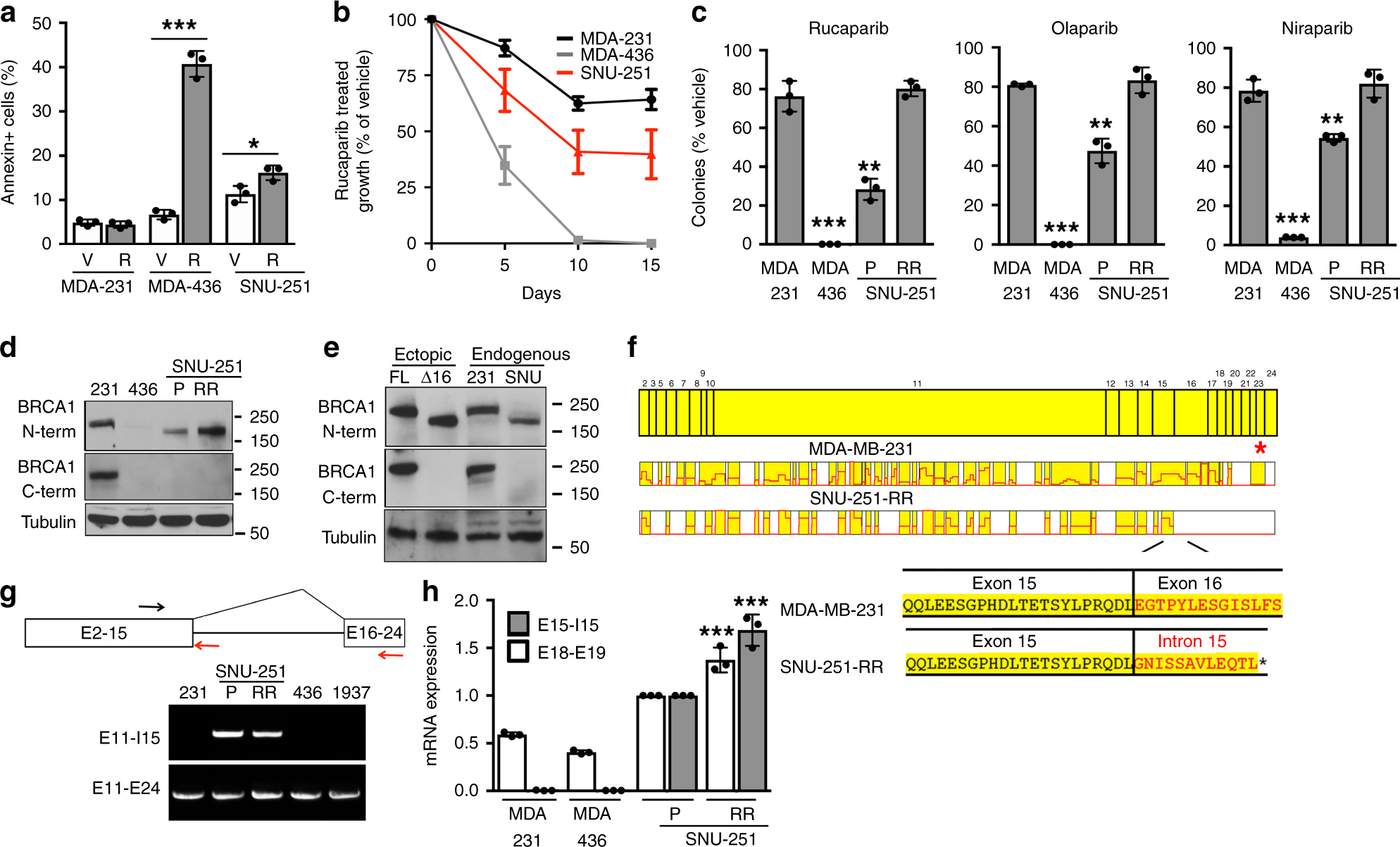 Fig. 1: Characterization of BRCA1 in SNU-251 cells.