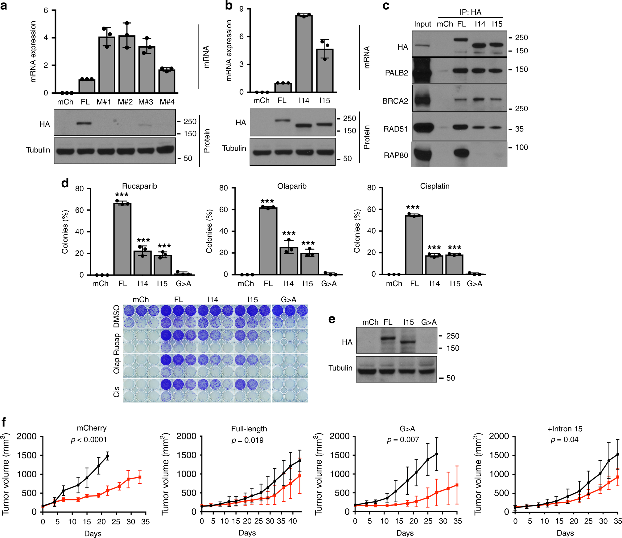 Fig. 5: BRCA1-I15 is stable and hypomorphic.