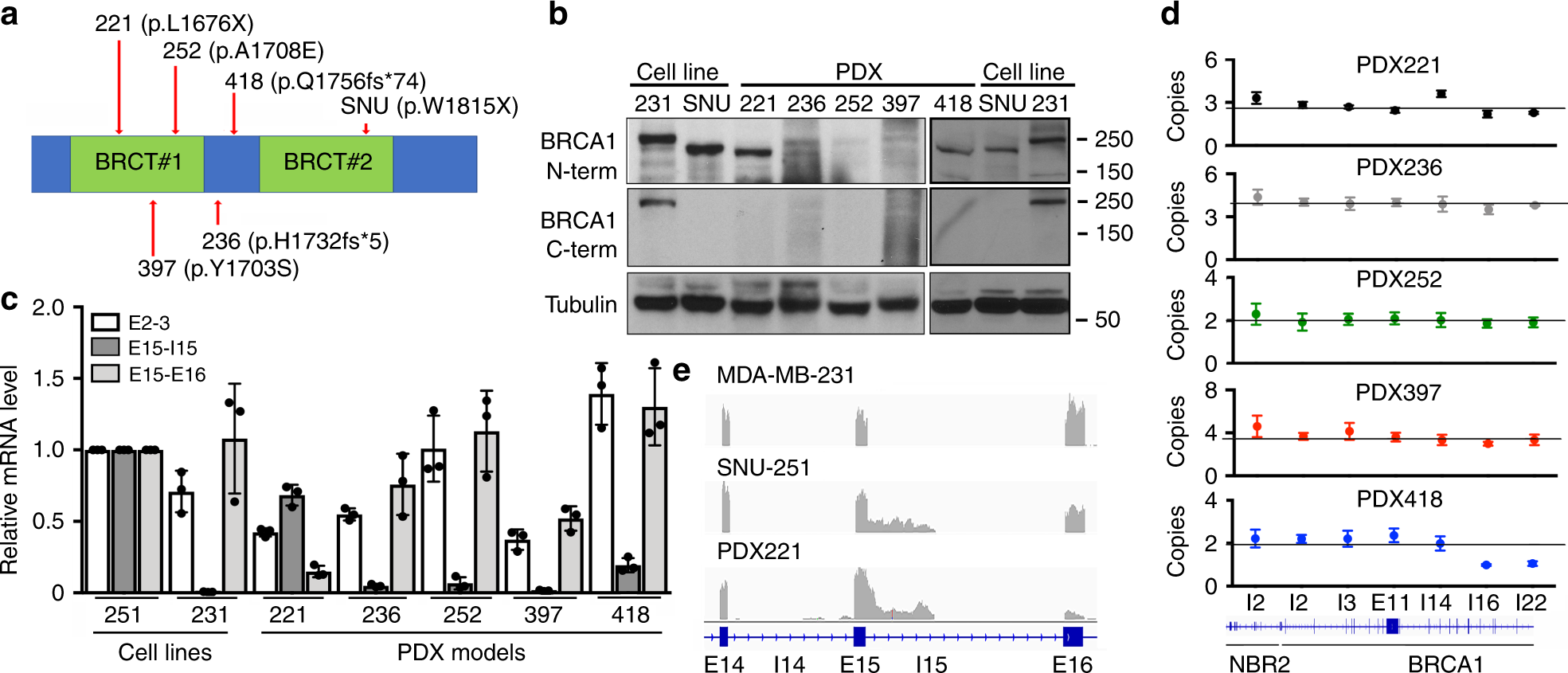 Fig. 6: BRCA1-I15 is expressed in patient-derived tumors.