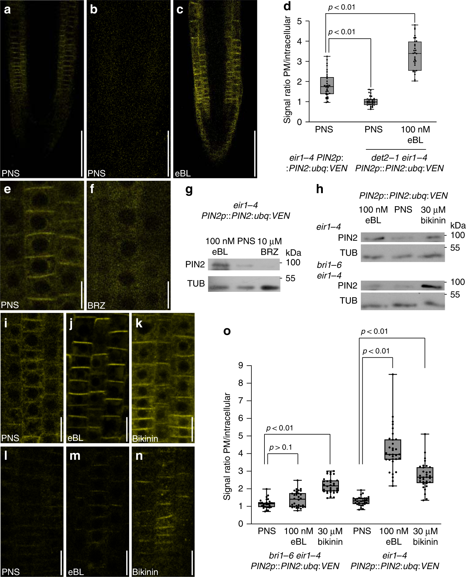 Fig. 2: PIN2:ubq:VEN is controlled by brassinolide homeostasis and canonical eBL signaling.