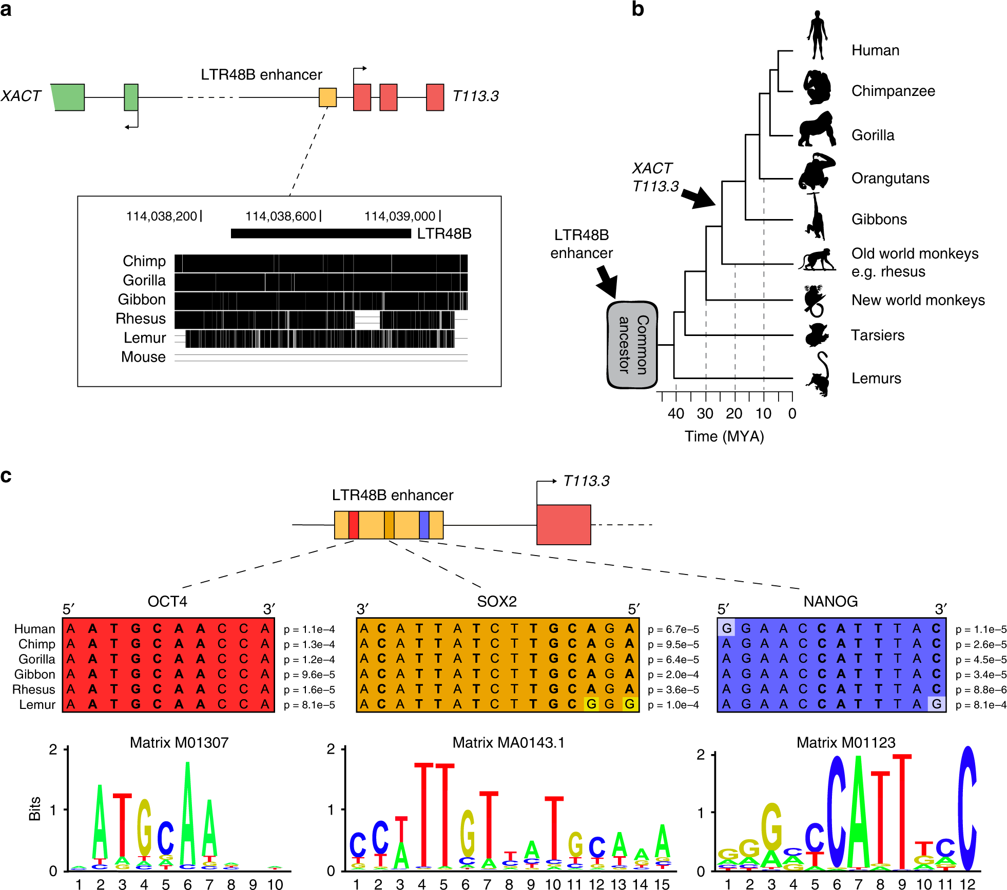 Fig. 6: Evolution of the LTR48B-derived enhancer.