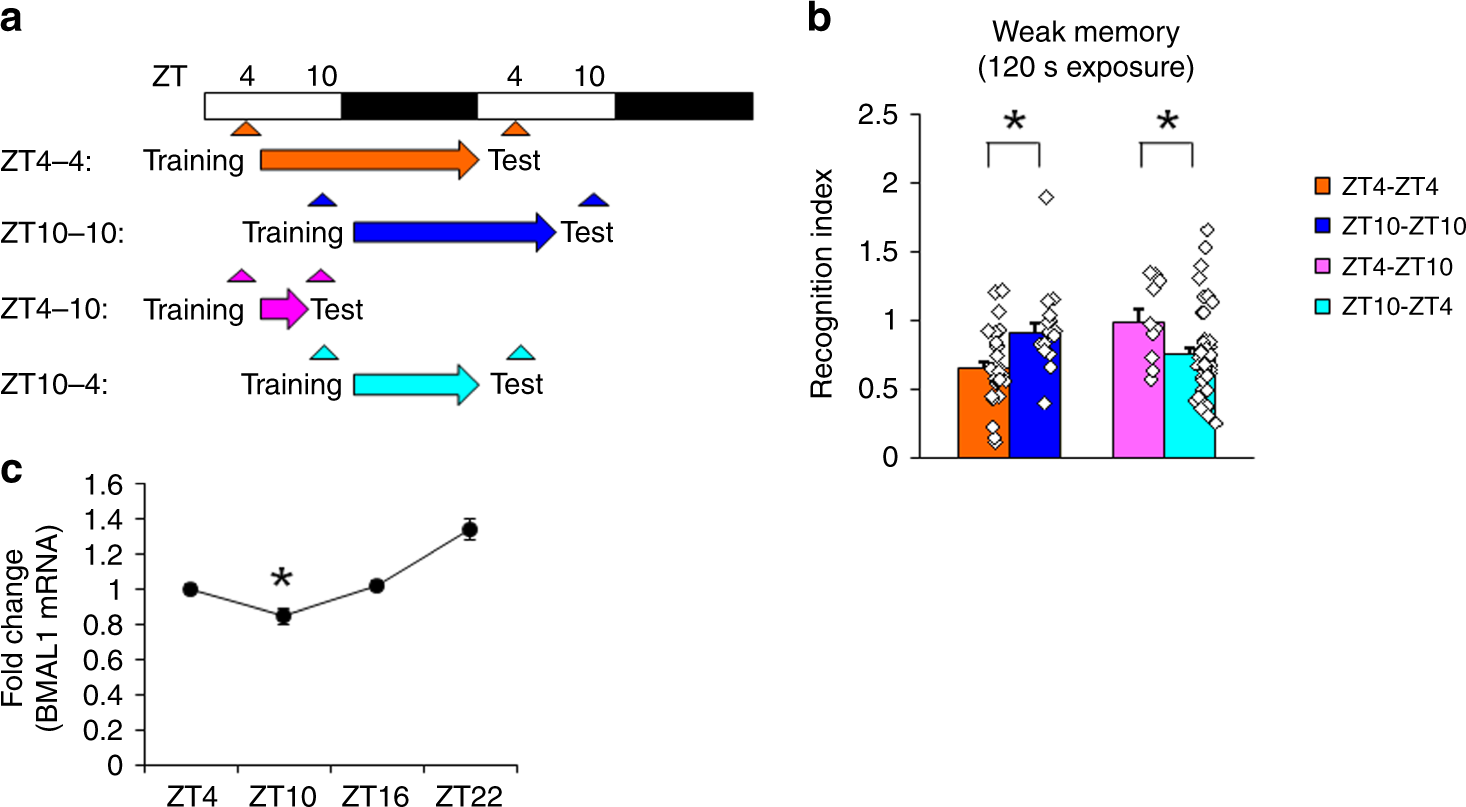 Fig. 1: Retrieval of social recognition memory is impaired at ZT10 following weak training in wild-type (WT) mice.