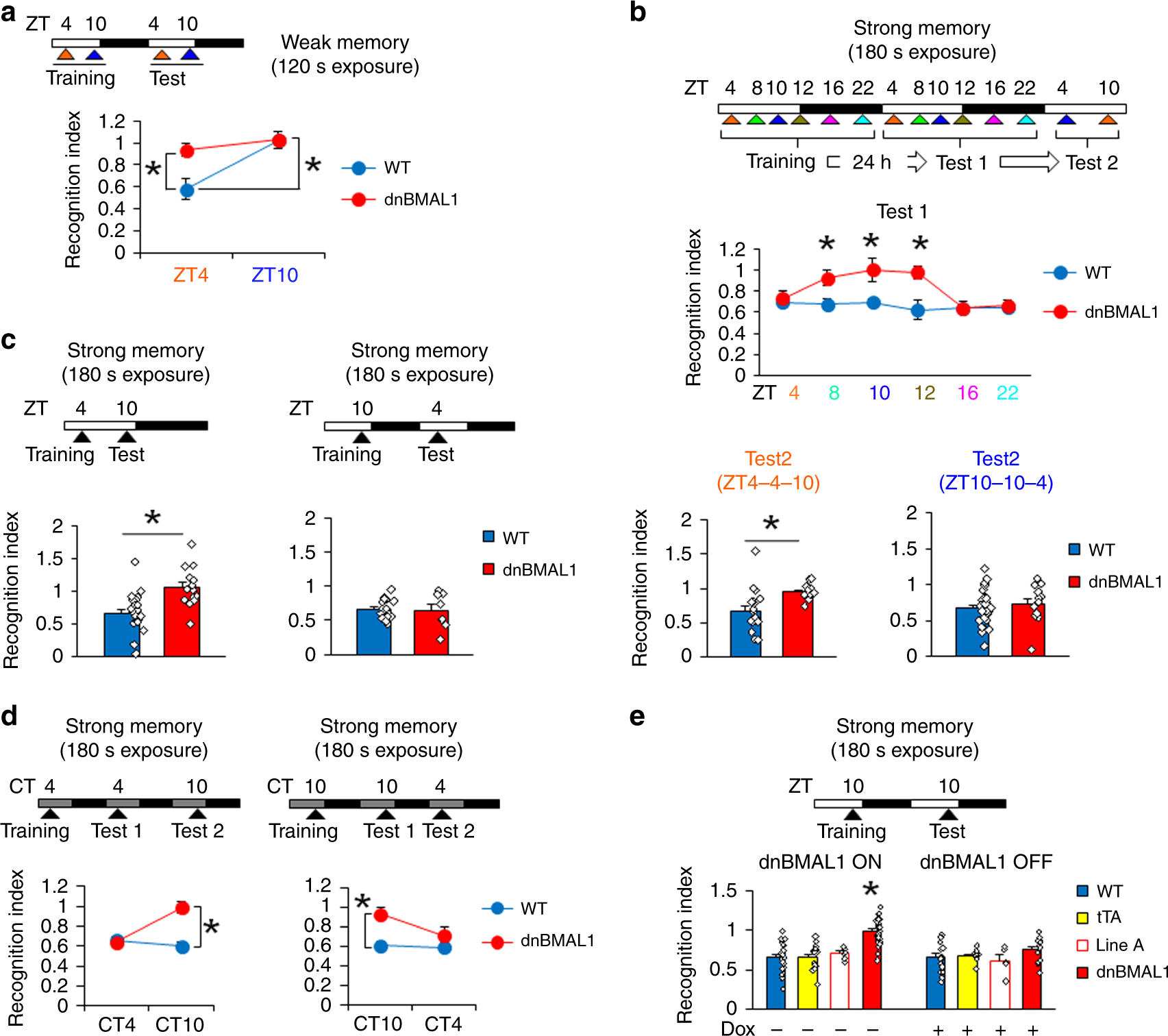 Fig. 3: Impaired retrieval of social recognition memory in dnBMAL1 mice from ZT8 to ZT12 following strong training.