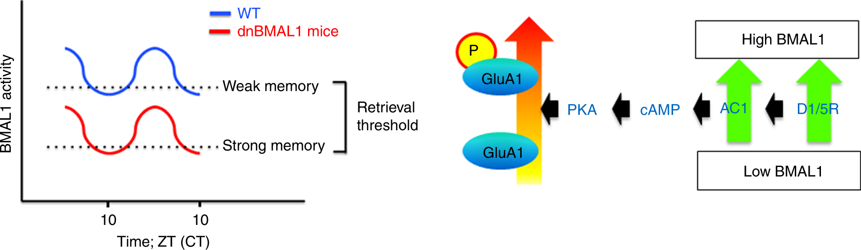 Fig. 7: Model of circadian regulation of memory retrieval.