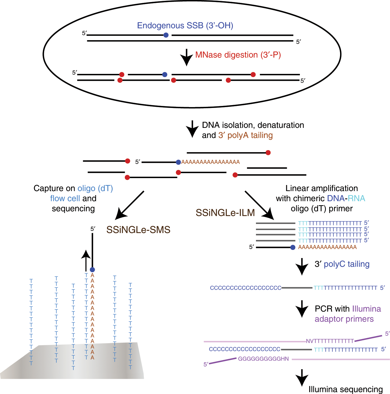 Novel Approach Reveals Genomic Landscapes Of Single Strand Dna Breaks With Nucleotide Resolution In Human Cells Nature Communications Novel Approach Reveals Genomic Landscapes Of Single Strand Dna Breaks With Nucleotide Resolution In Human Cells Nature Communications
