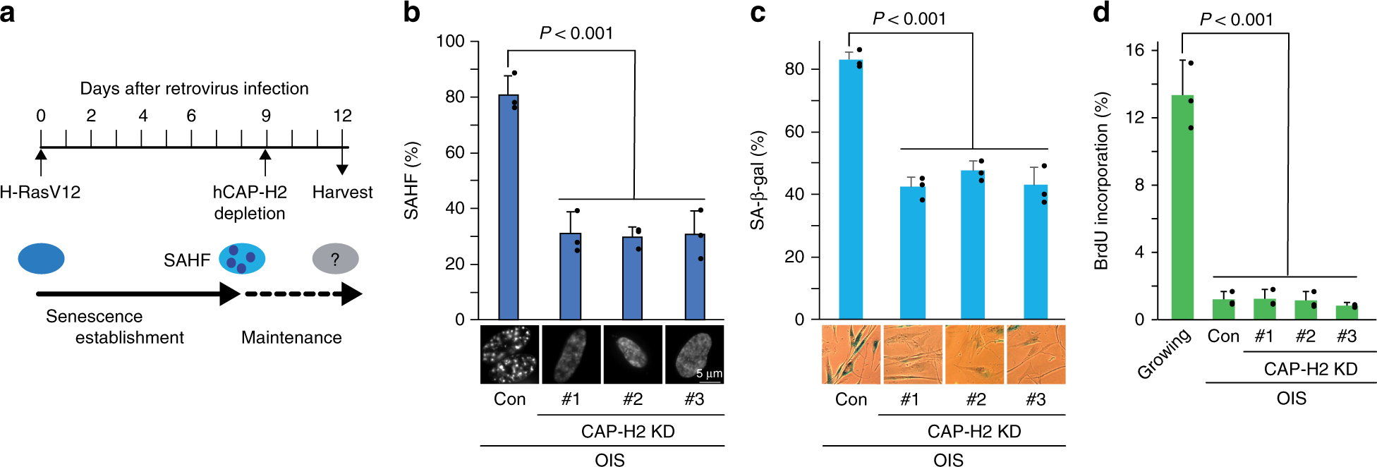 Fig. 7: Effects of CAP-H2 condensin depletion on senescence markers.