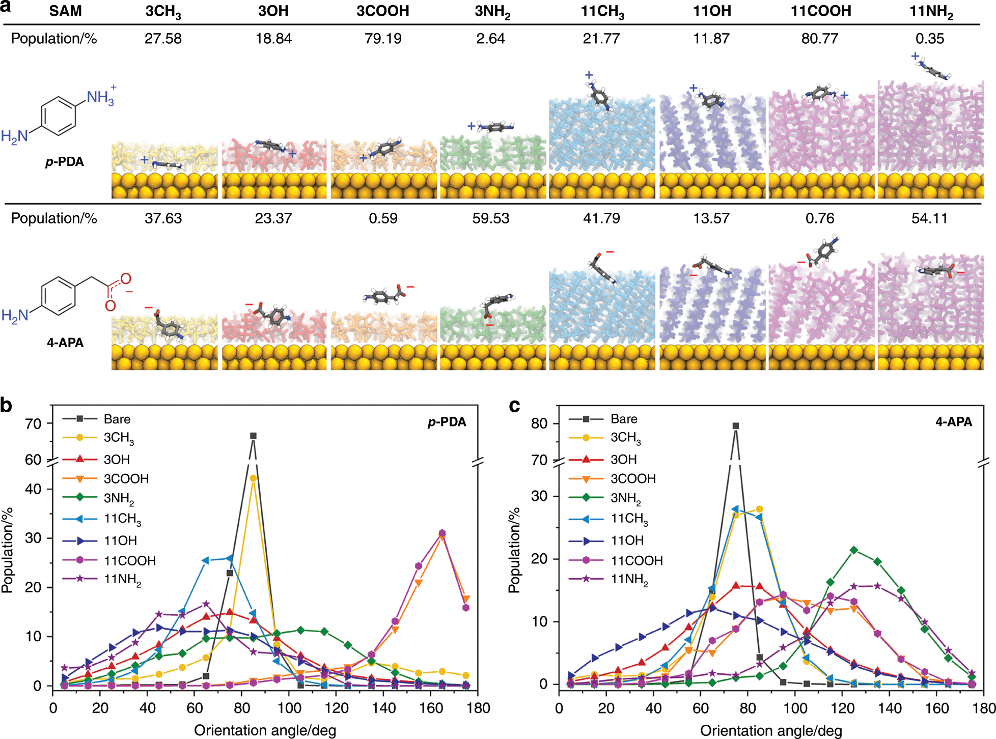 Fig. 4: Molecular dynamics simulation of analytes on SAM-functionalized gold surfaces.