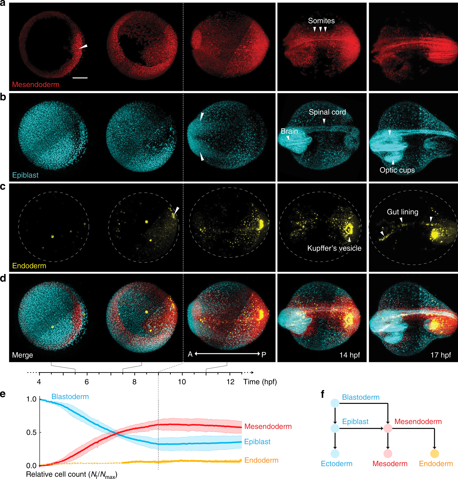 Multi-scale imaging and analysis identify pan-embryo cell dynamics of  germlayer formation in zebrafish | Nature Communications