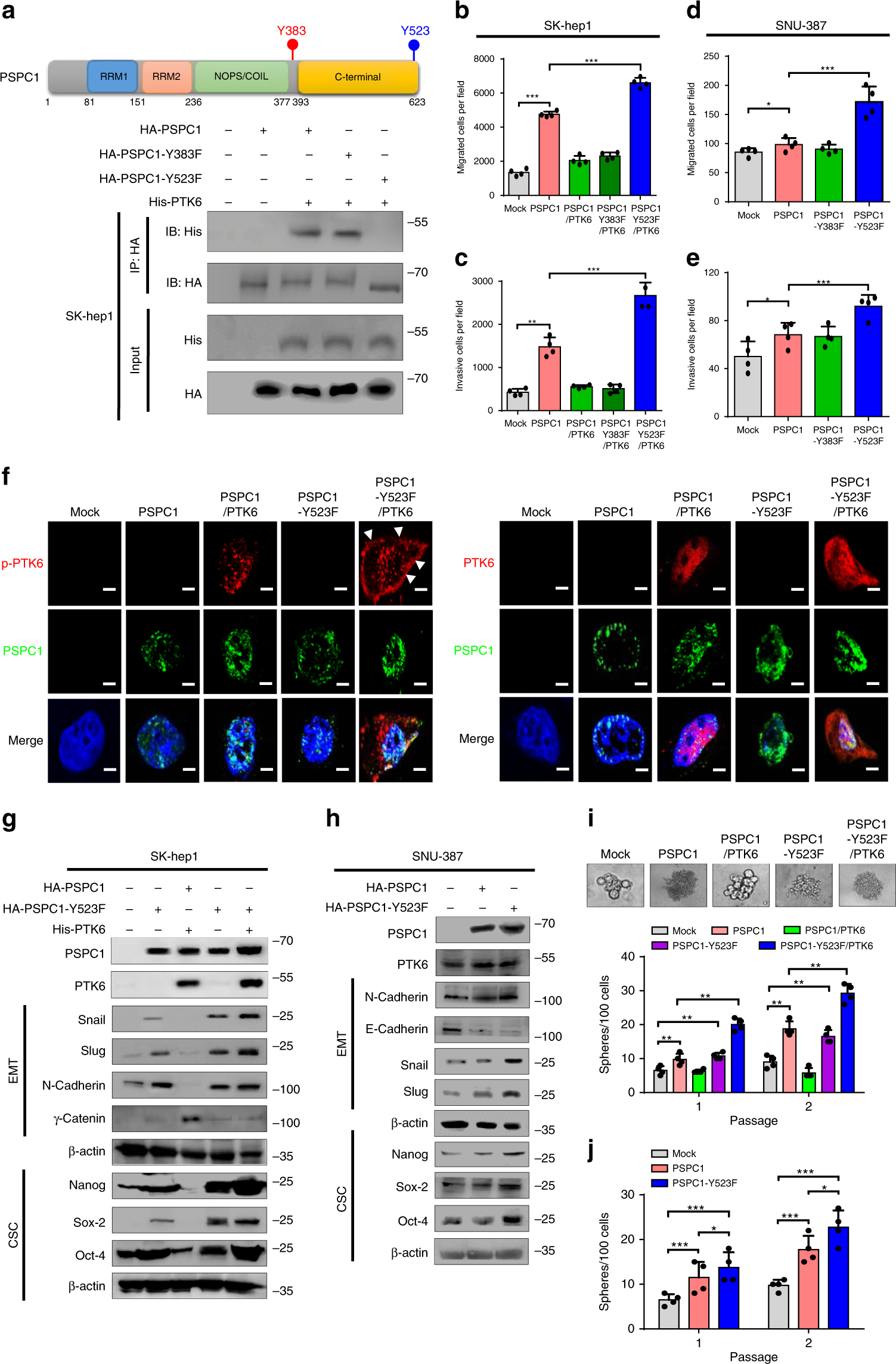 Fig. 2: PSPC1 or PSPC1-Y523F releases PTK6 to synergize the oncogenic effects.