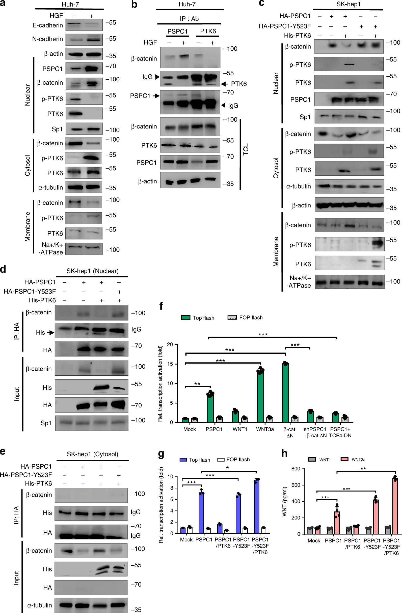 Fig. 3: PSPC1 modulates Wnt signaling and Wnt3a autocrine function.