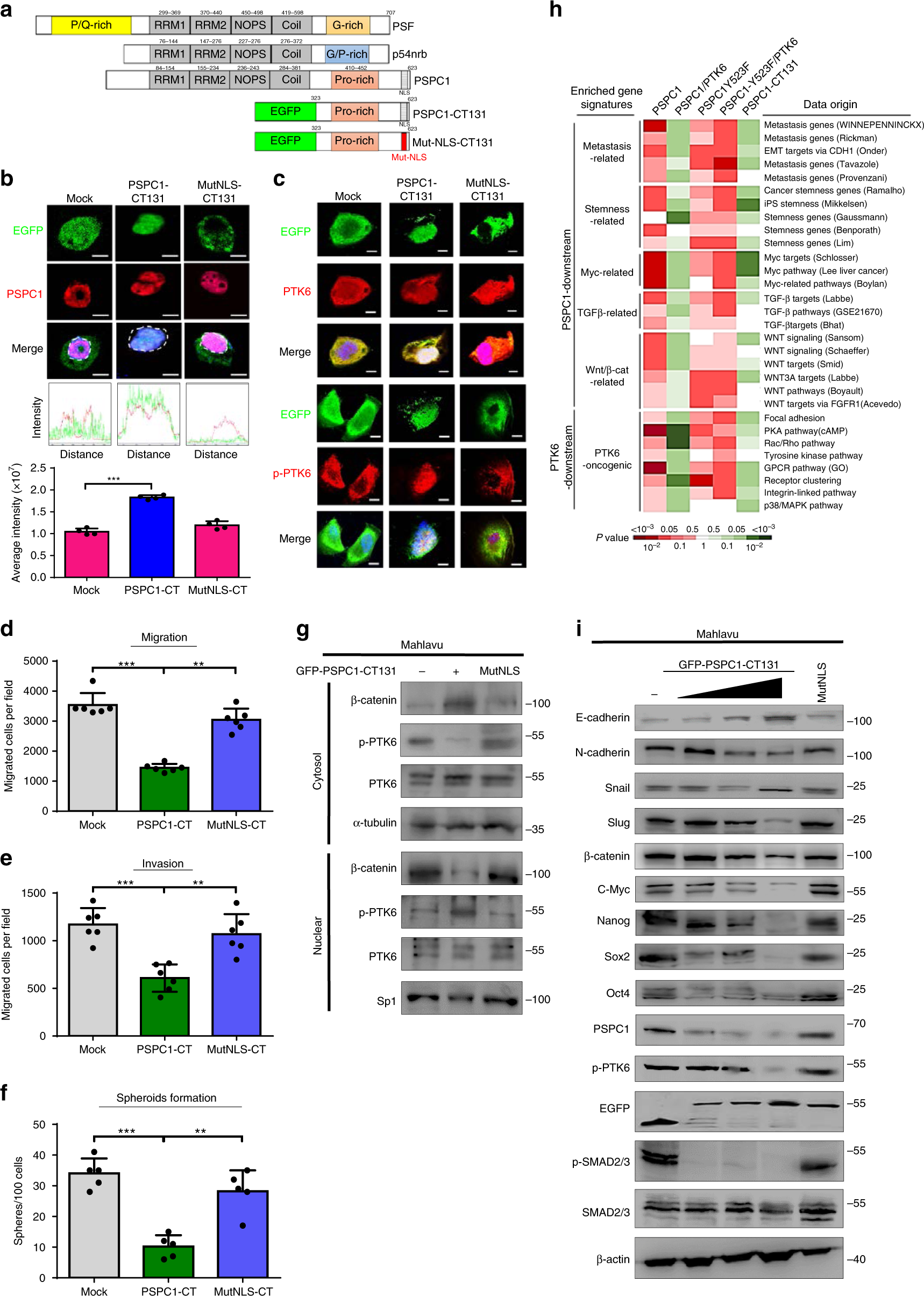 Fig. 6: The PSPC1-CT131 is a dual inhibitor of oncogenic PSPC1 and PTK6.