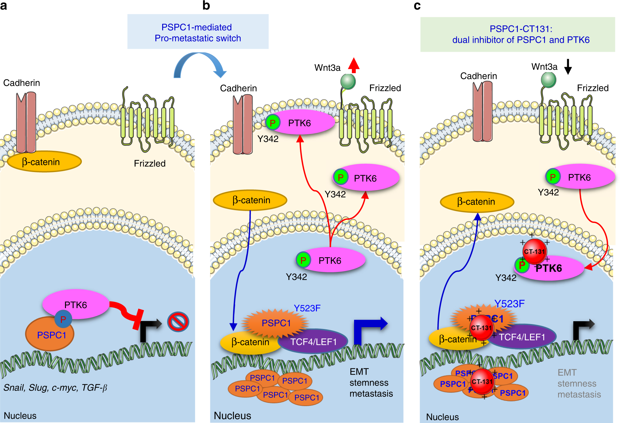 Fig. 8: Hypothetical models of the PSPC1/PTK6 interaction modulating Wnt/β-catenin autocrine signaling and PSPC1-CT131 as a dual inhibitor of PSPC1 and PTK6 suppressing downstream oncogenic signaling.