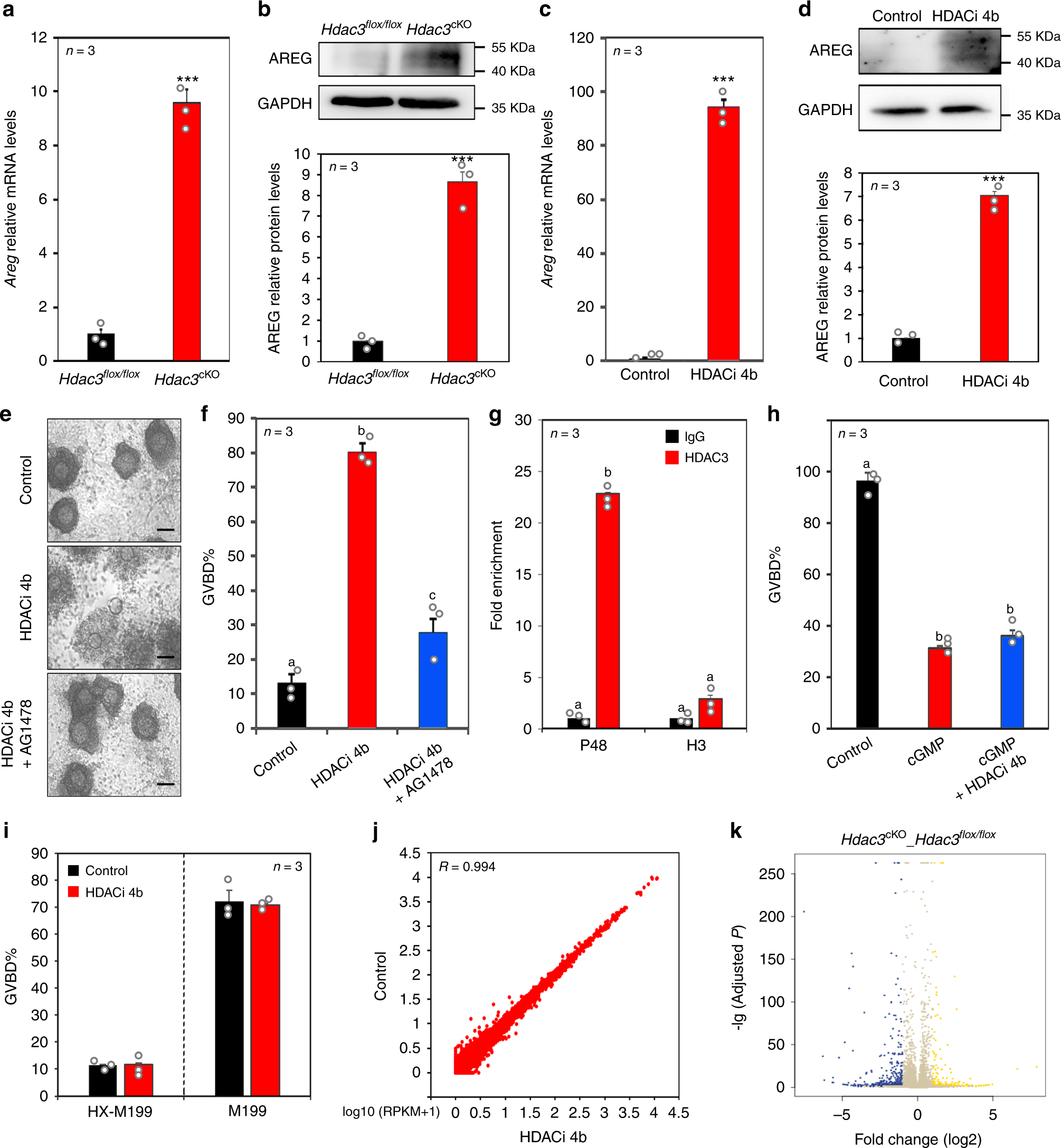 Fig. 2: HDAC3 repressed AREG expression in GCs before the LH surge.