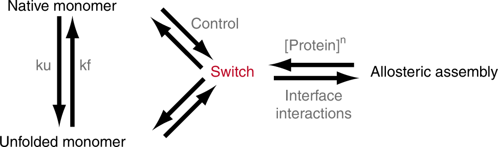 Engineering Protein Assemblies With Allosteric Control Via Monomer Fold Switching Nature Communications
