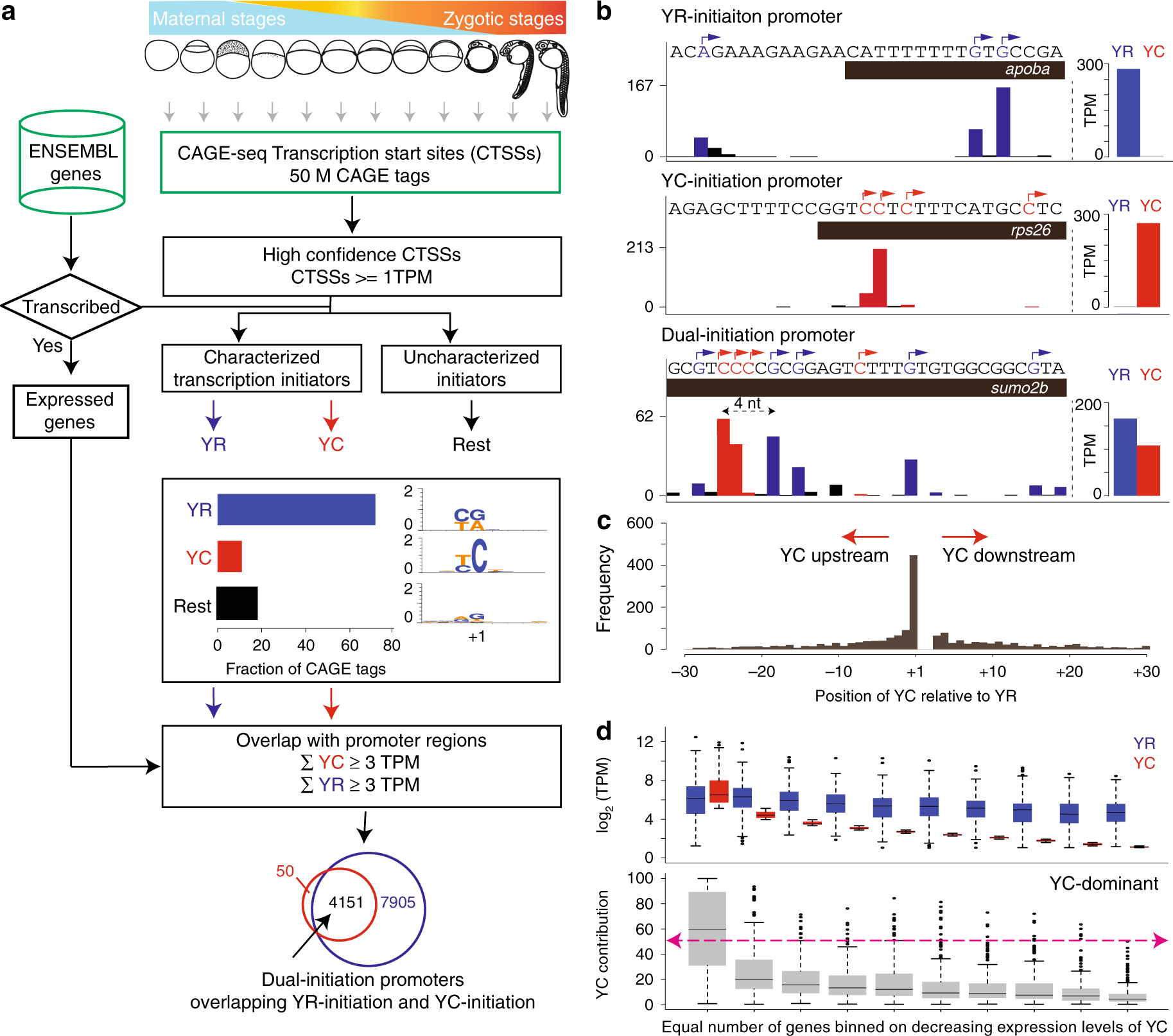 Fig. 1: Intertwined canonical initiator (YR) and non-canonical initiator YC (alias as TCT/5’TOP) within the same core promoter.