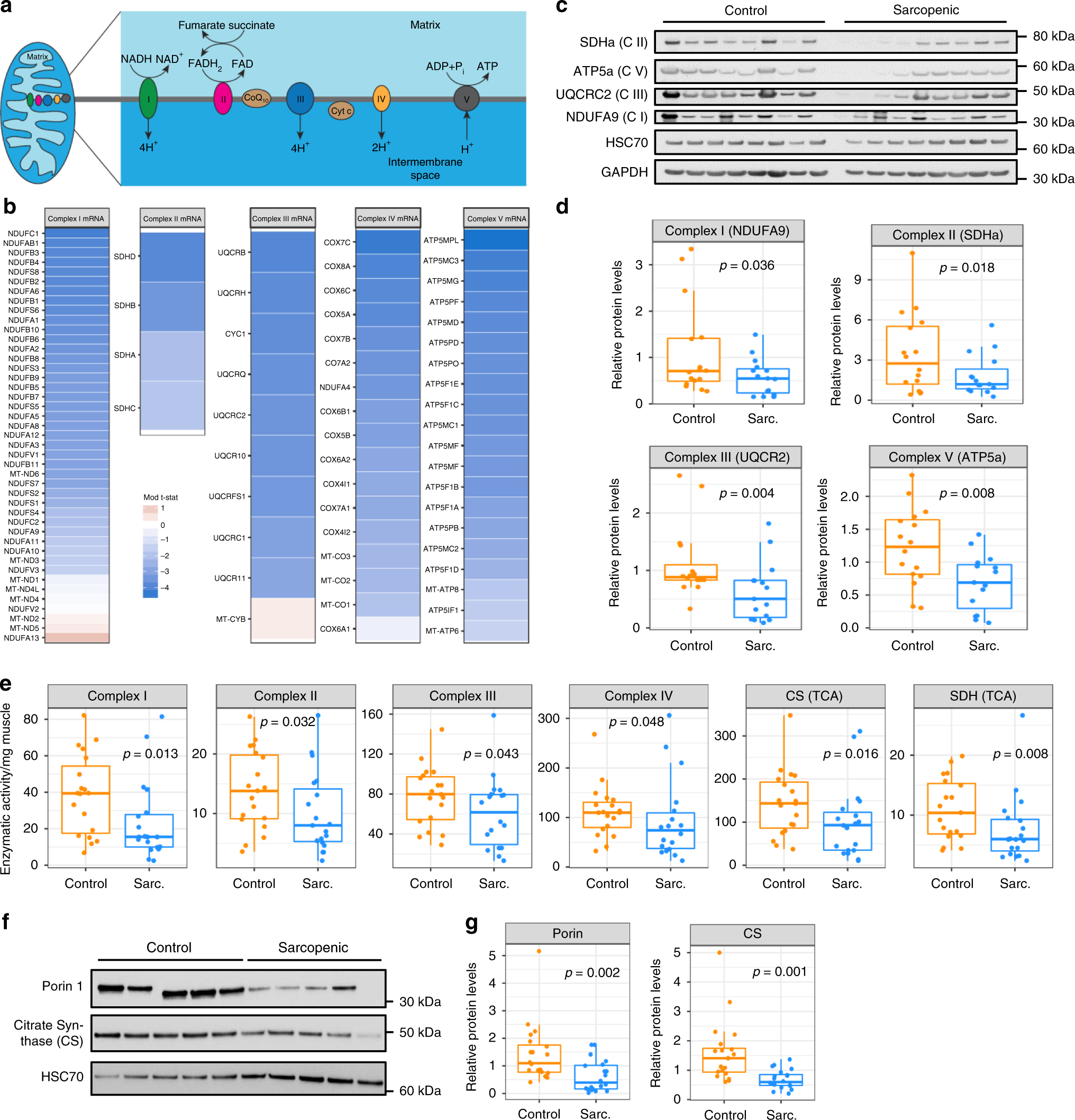 Fig. 5: Mitochondrial bioenergetic activity is decreased in sarcopenic muscle.