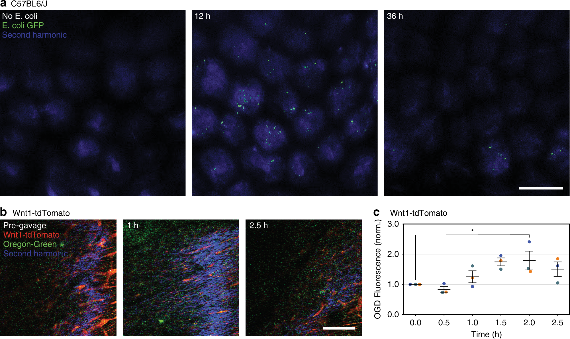 Fig. 2: In vivo imaging of luminal content via the colonic window.