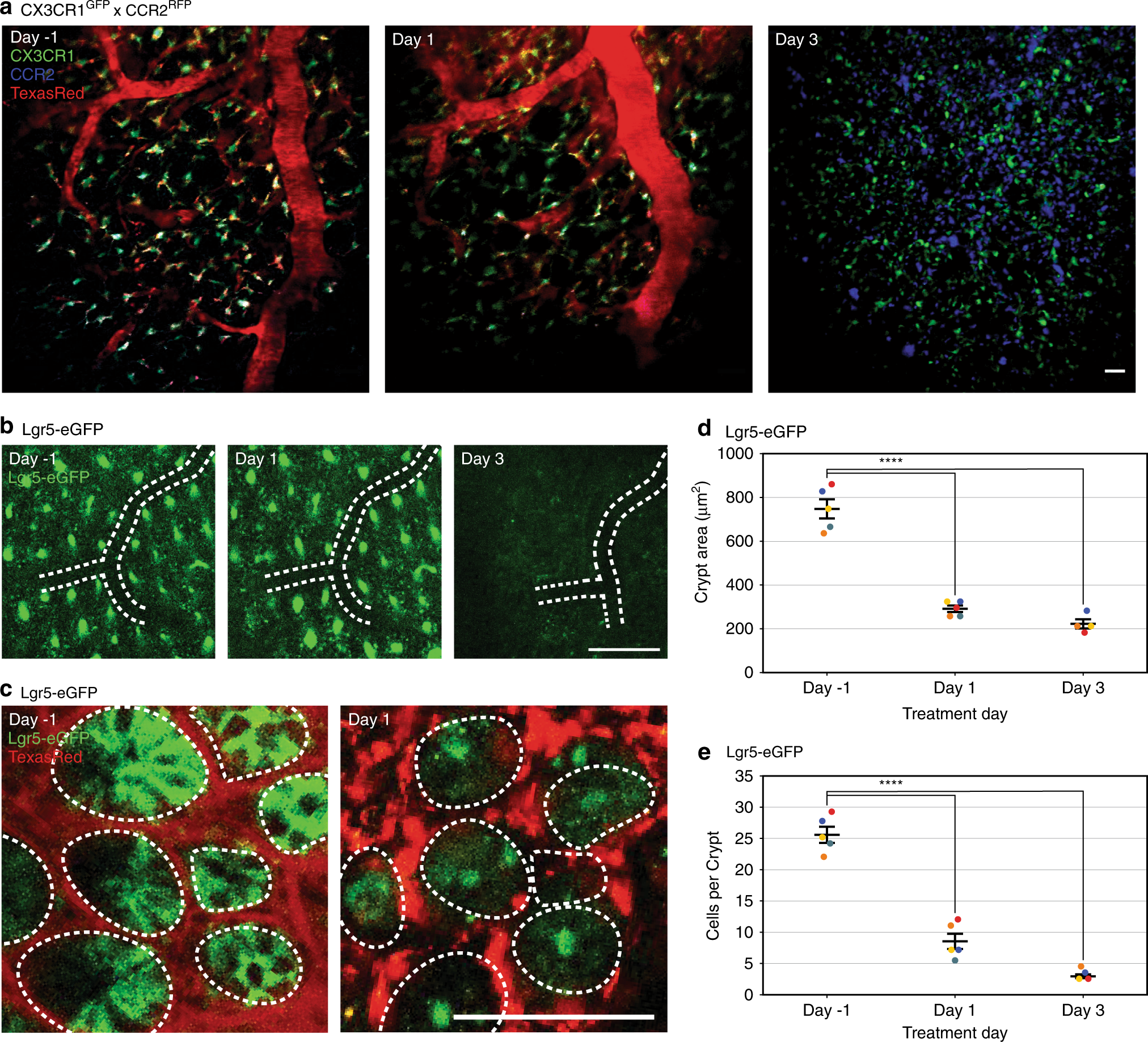 Fig. 3: In vivo imaging of the same location over time via the colonic window.