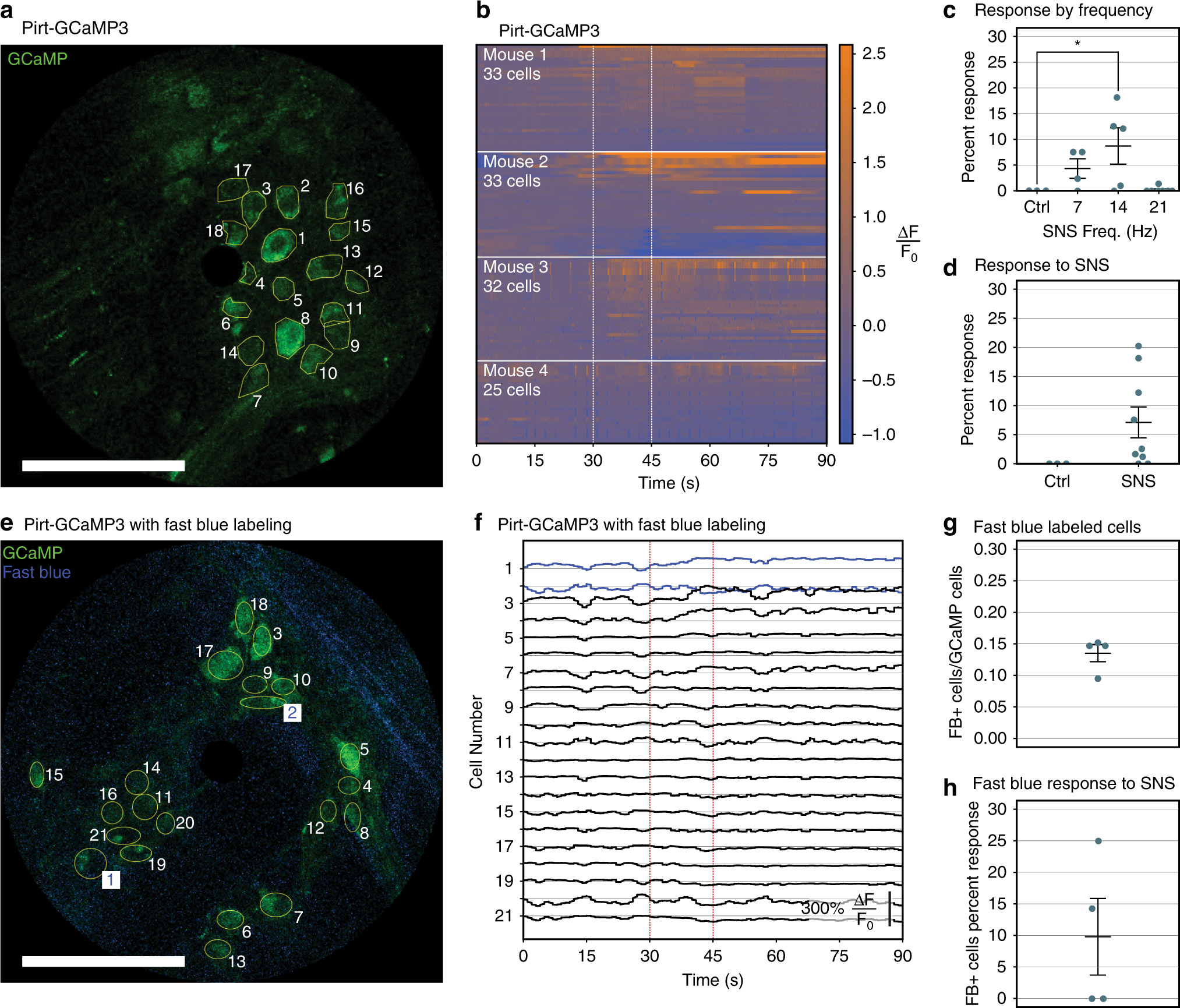 Fig. 4: In vivo calcium imaging of the colonic myenteric plexus in response to SNS.