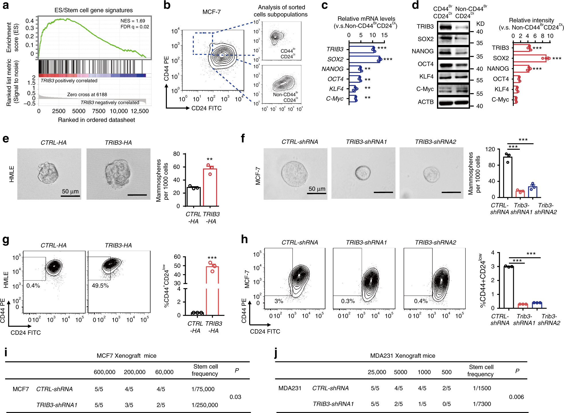 Fig. 2: Silencing TRIB3 inhibits the spheroid formation and tumor engraftment.