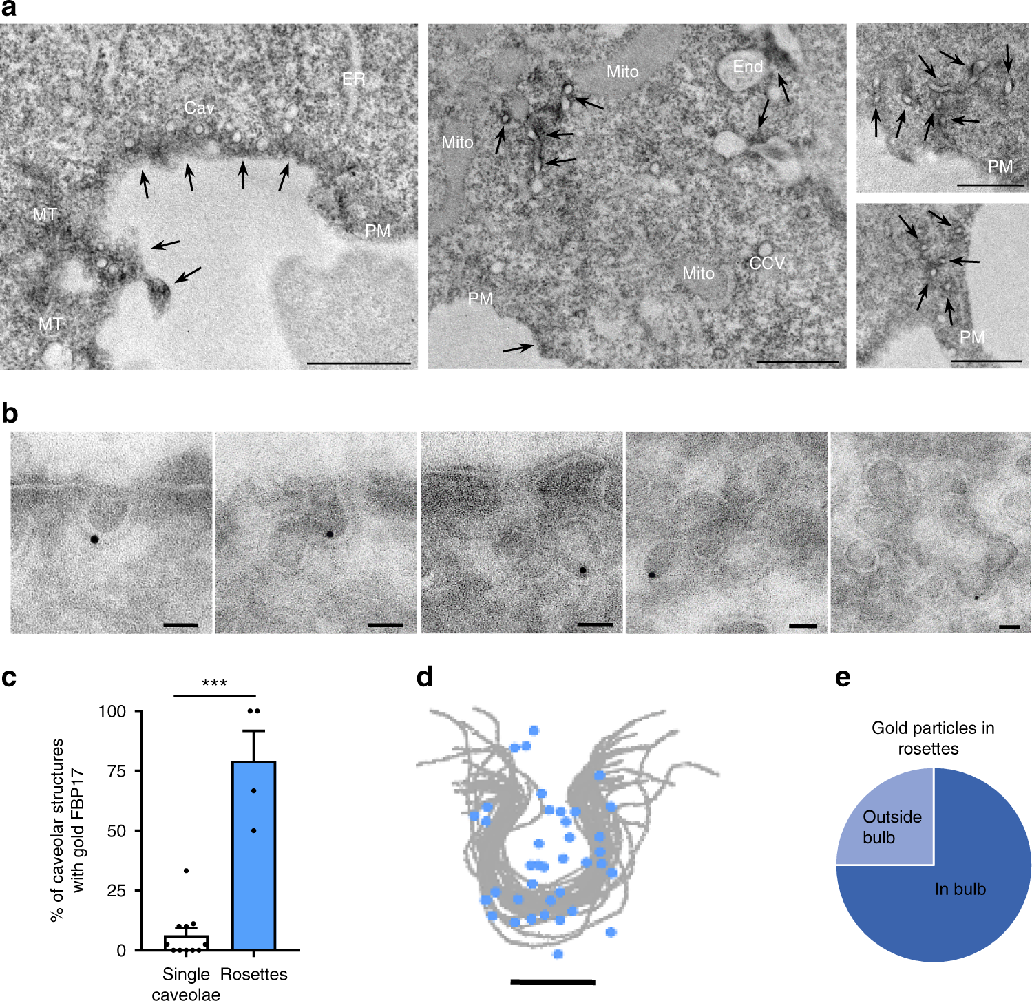 Fig. 2: FBP17 is localized in caveolae and caveolar rosettes.