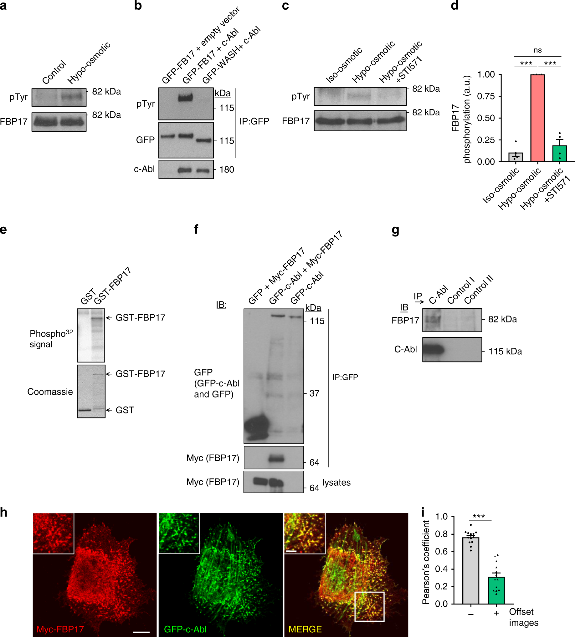 Fig. 5: FBP17 is phosphorylated by osmotic swelling and c-Abl tyrosine kinase.