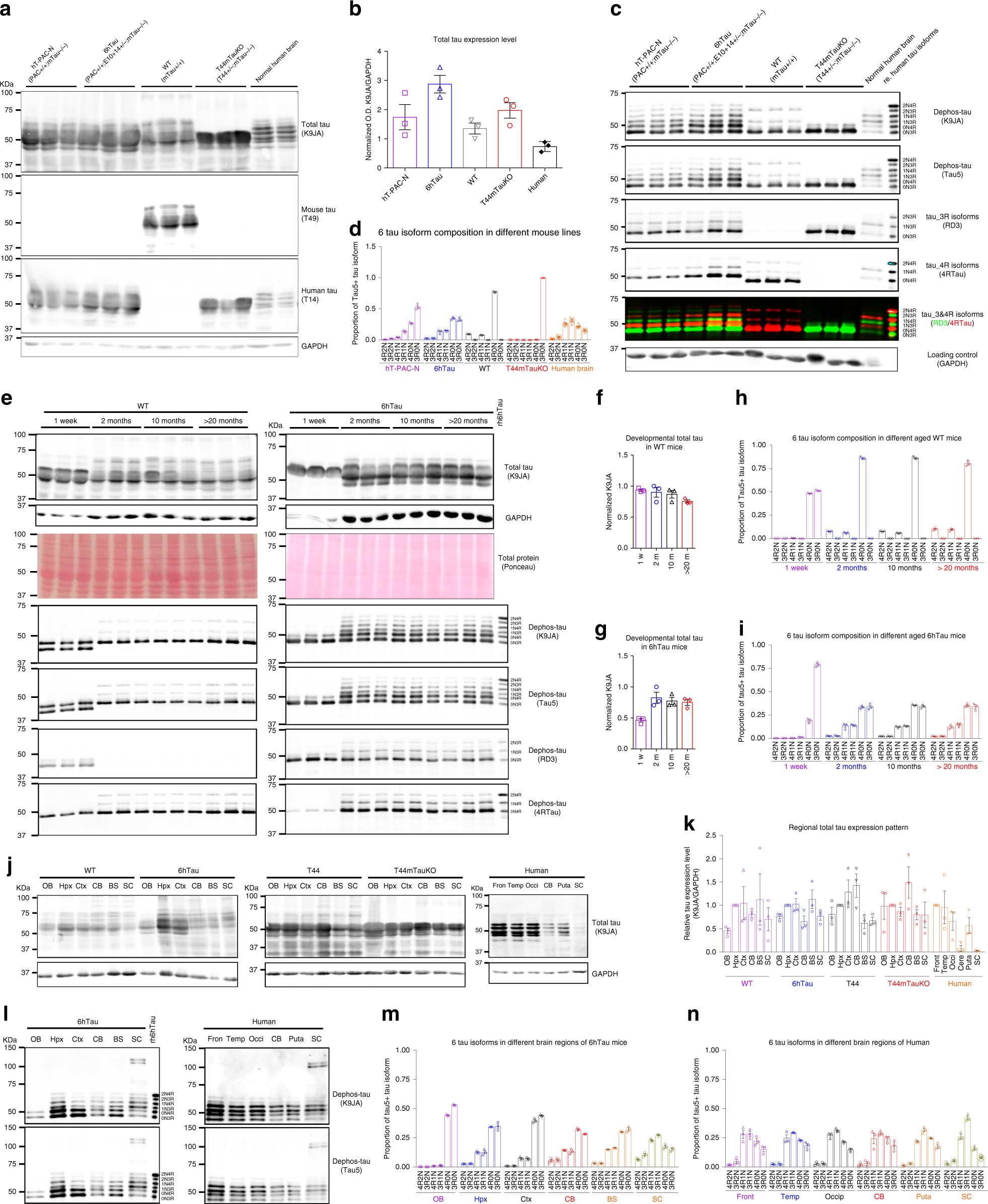Fig. 1: Characterization of the new 6hTau and T44mTauKO Tg mice.