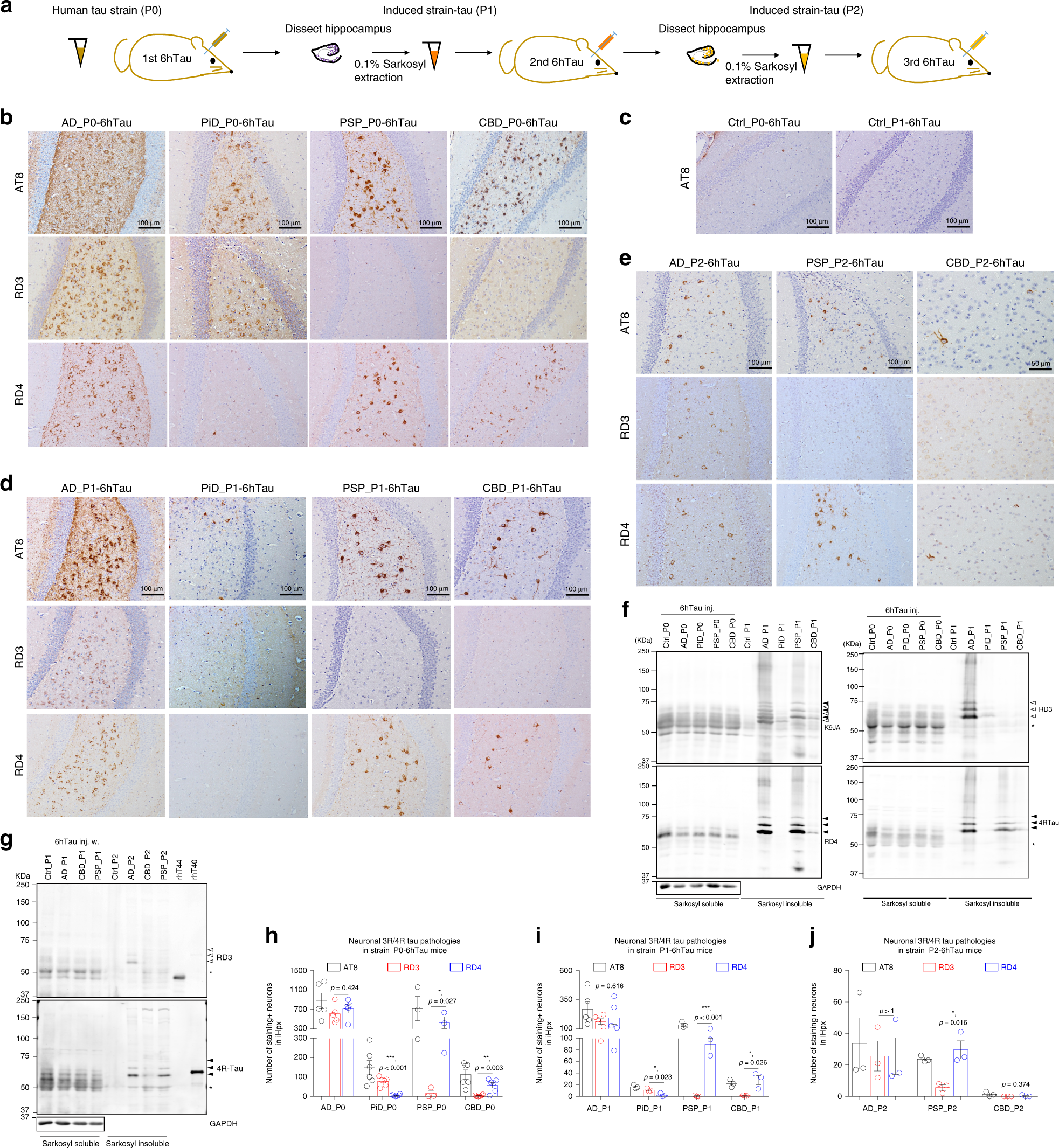 Fig. 2: Isoform-specific seeding pattern is unaltered during repeated propagation.