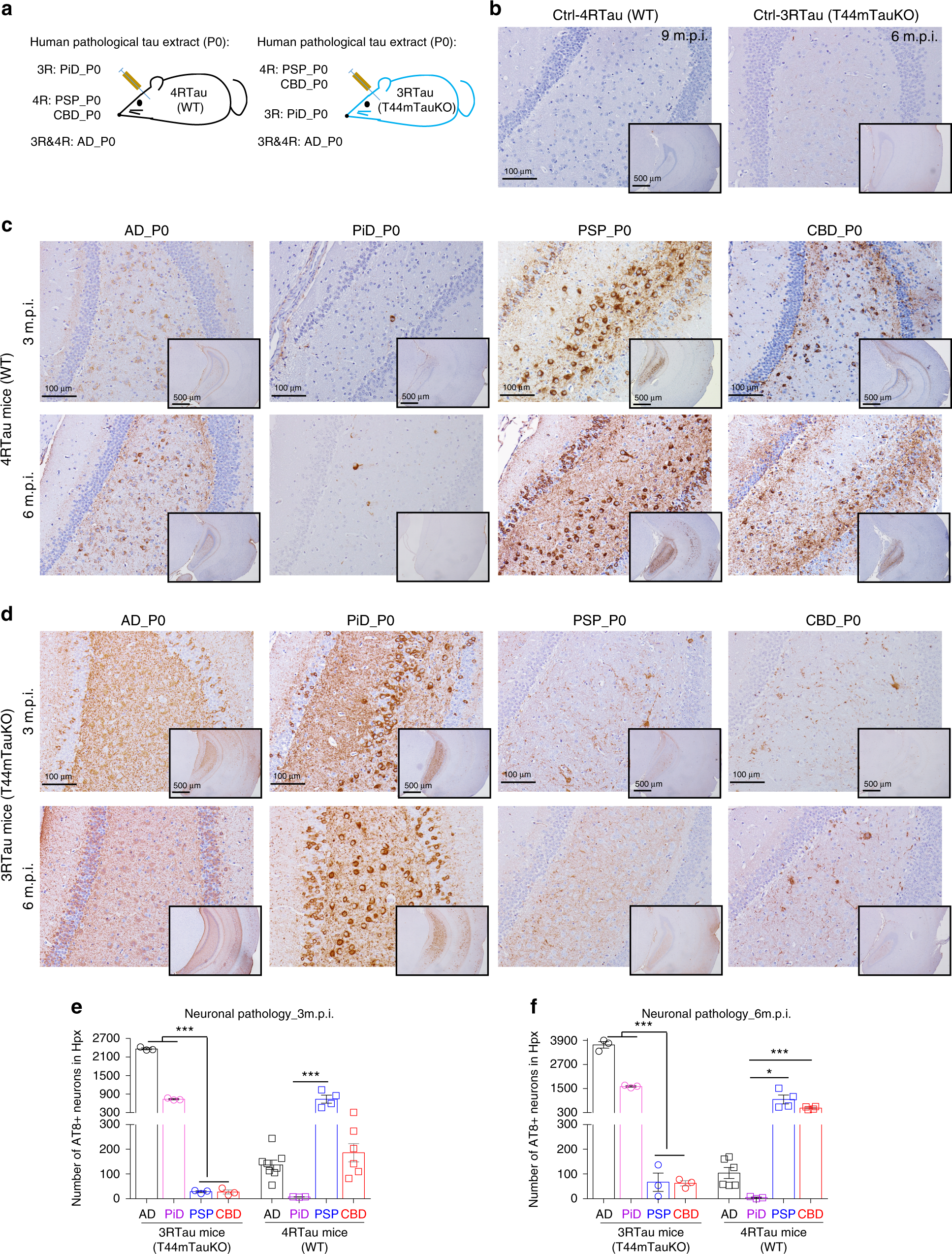 Fig. 3: Tau strain was inefficient in cross-seeding non-corresponding isoform.