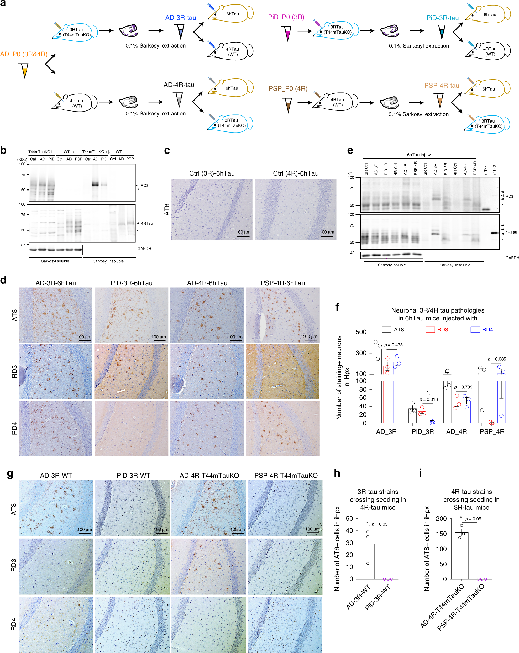 Fig. 4: Isoform-specific seeding pattern is independent of isoform-composition.