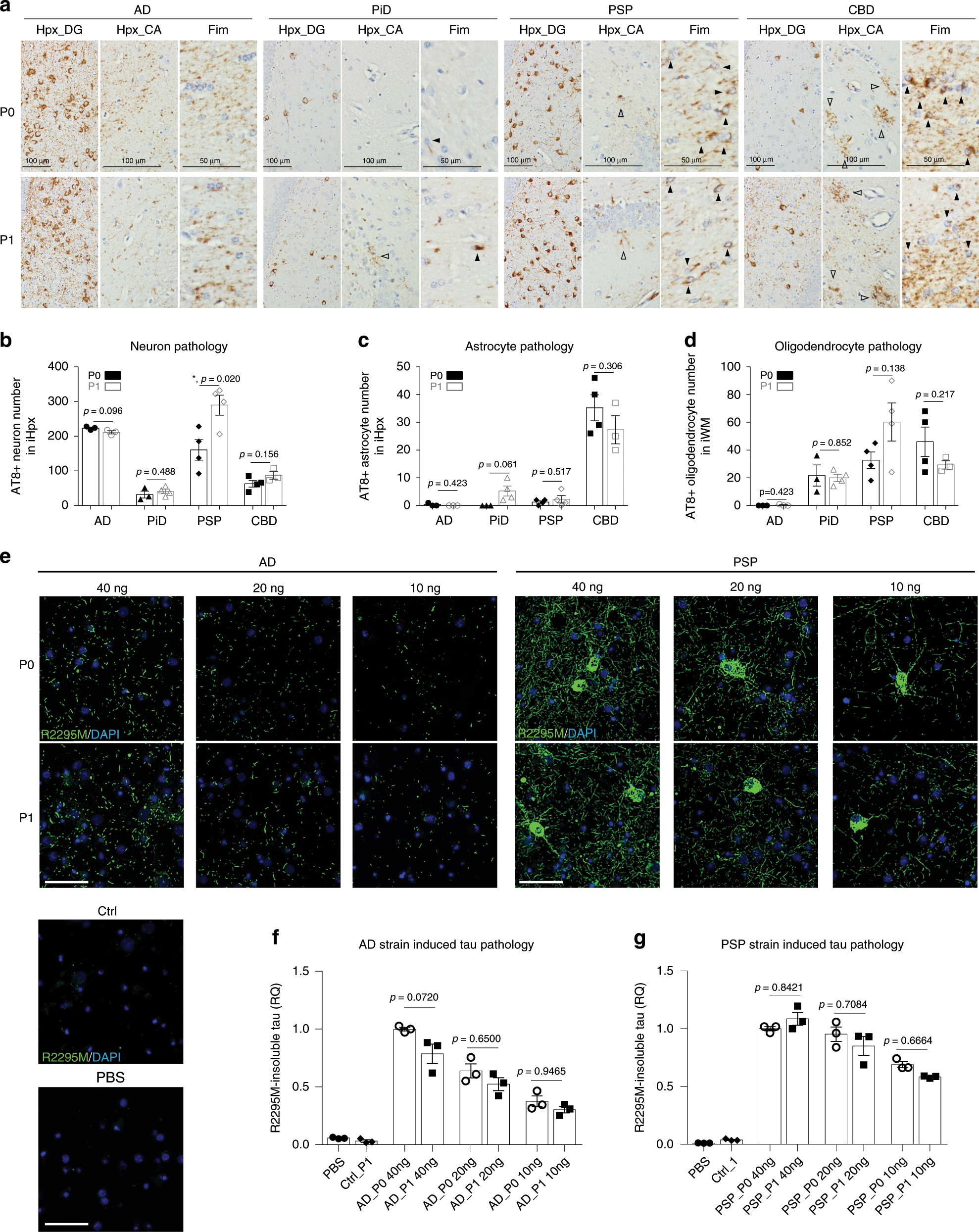 Fig. 8: Tau strains maintained their potencies during in vivo propagation.